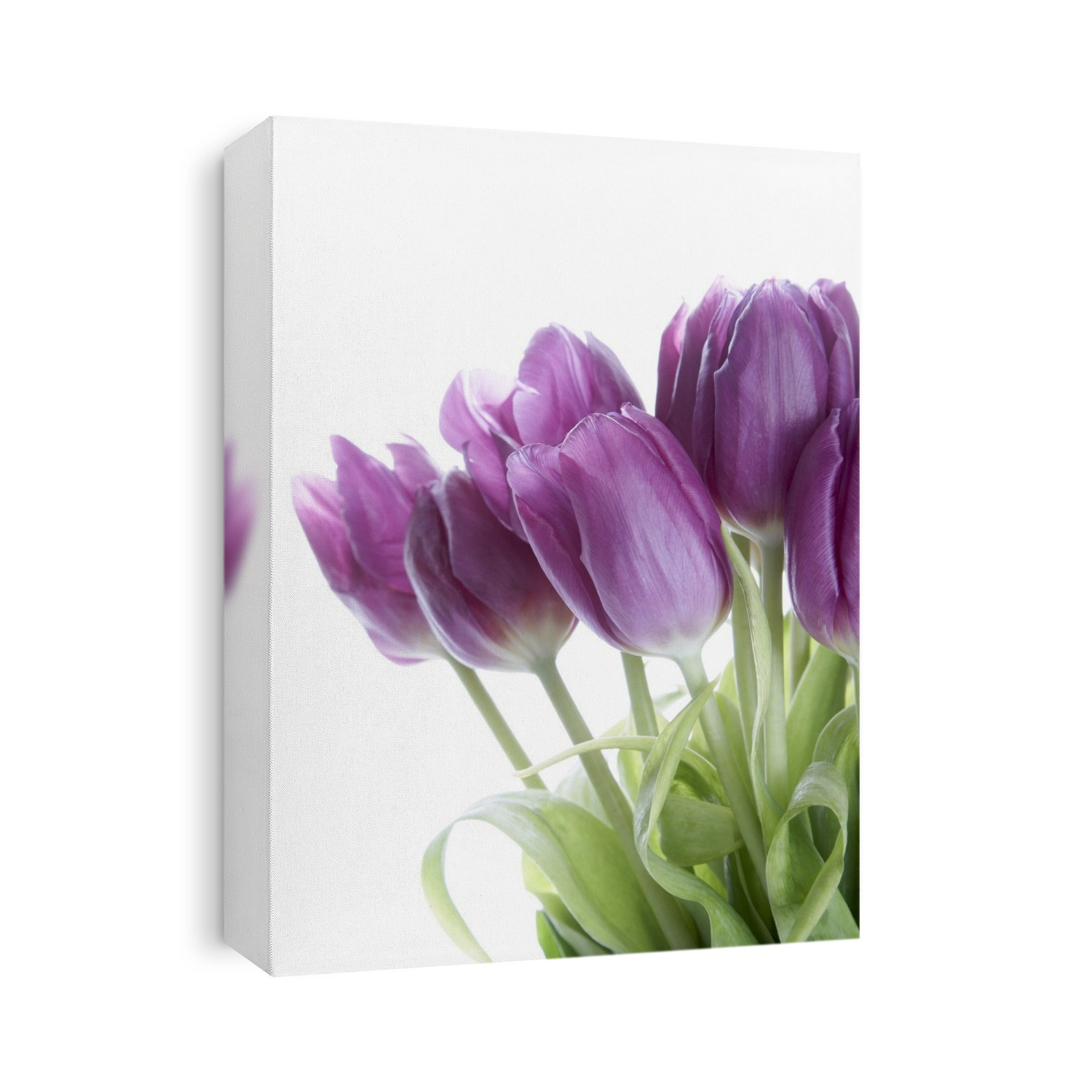 Tulips flowers (Tulipa sp.) in a flower arrangement.