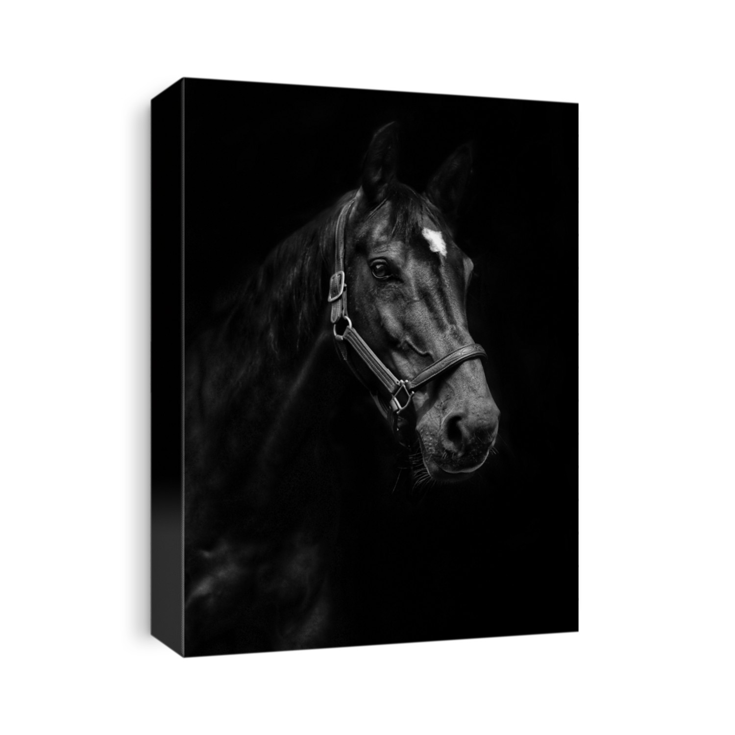 Black horse on black background