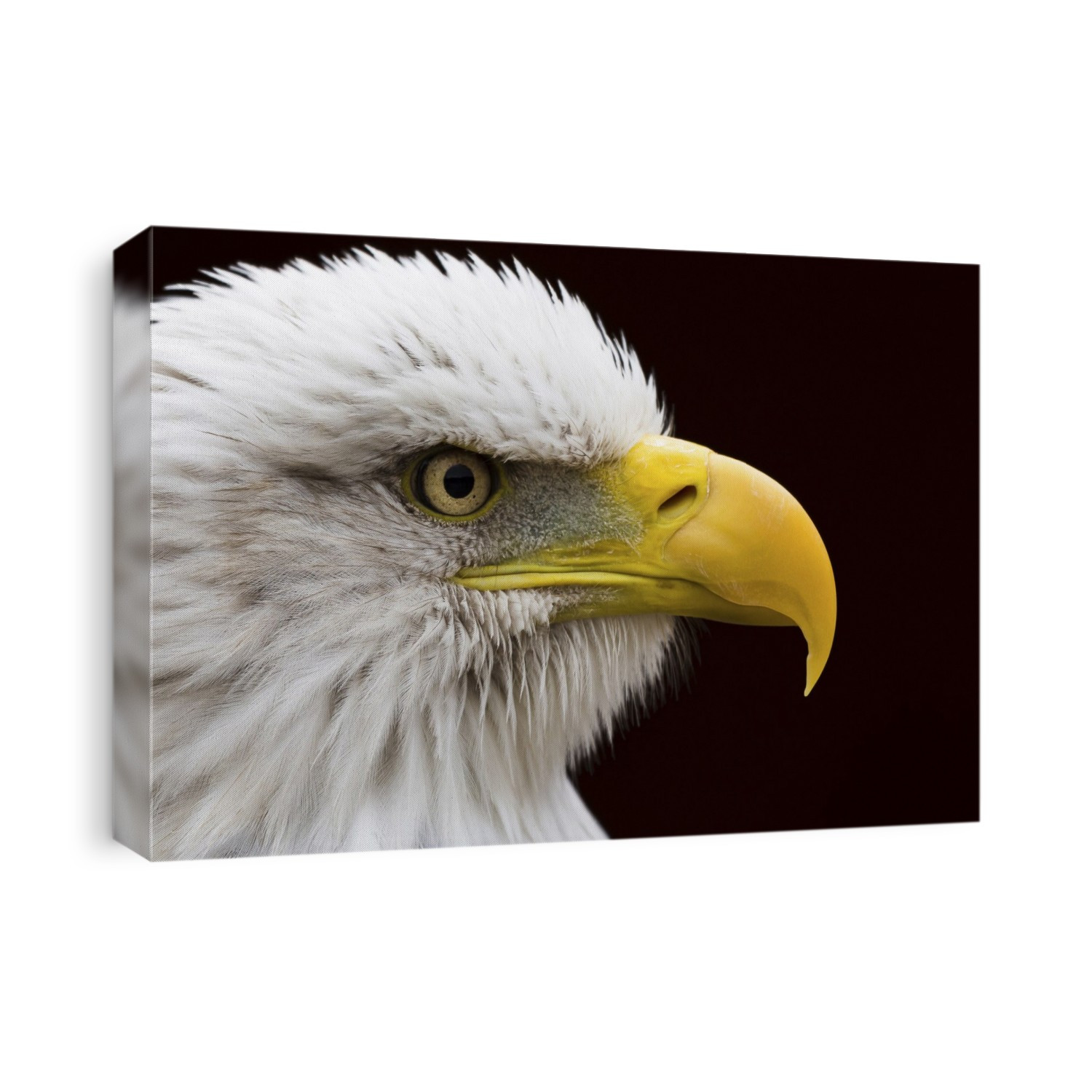 Extreme close up of a Bald Eagle looking into the distance.