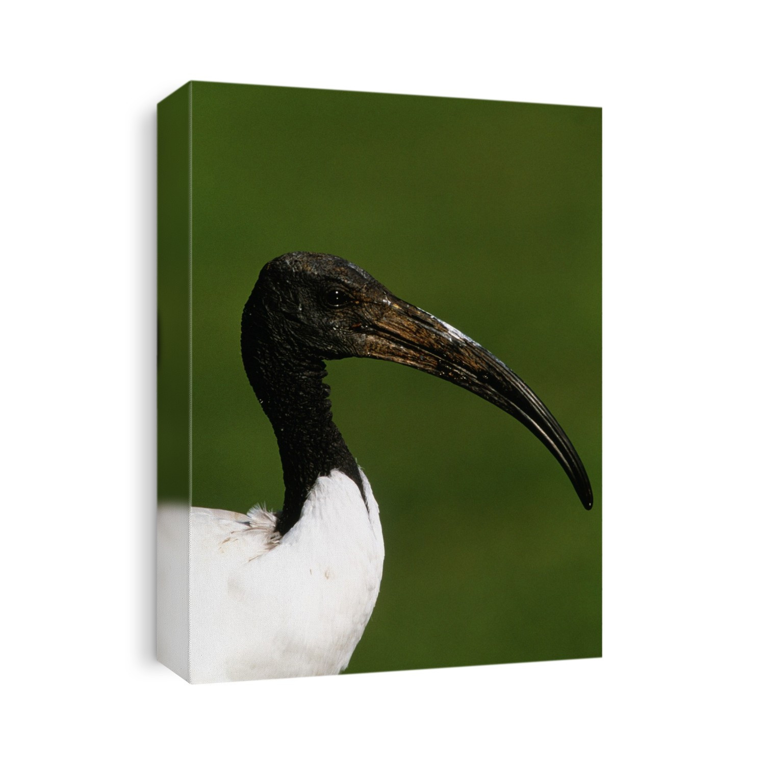 Sacred ibis. Head of a sacred ibis (Threskiornis aethiopicus). This carnivorous bird probes for small animals in wetlands, grassland and fields. It also eats offal and carrion, and so sometimes feeds in rubbish dumps. The sacred ibis lives throughout much of Africa south of the Sahara Desert. Photographed in the Paarl Bird Sanctuary, South Africa.