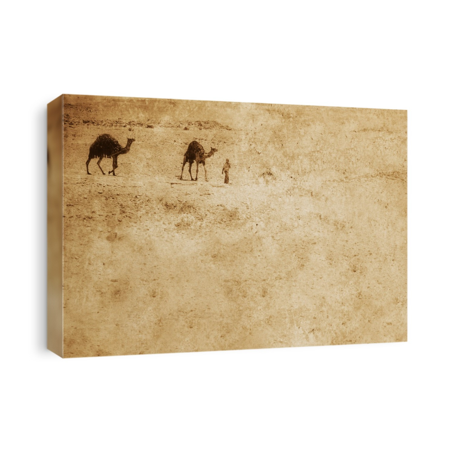 Camels In The Desert