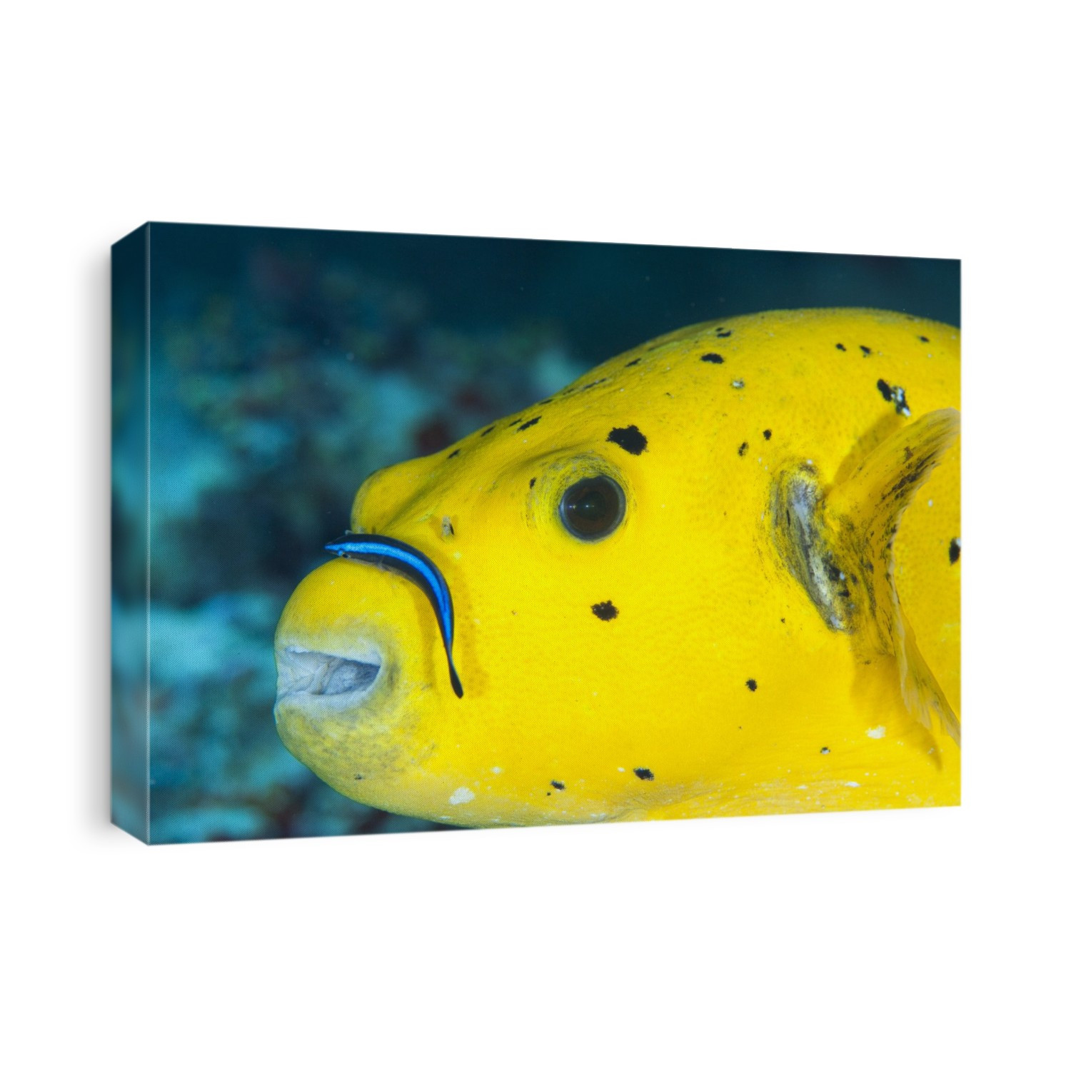A blackspotted pufferfish, Arothron nigropunctatus. Close up of a bright yellow individual being cleaned by a wrasse on South Ari Atoll, Maldives.