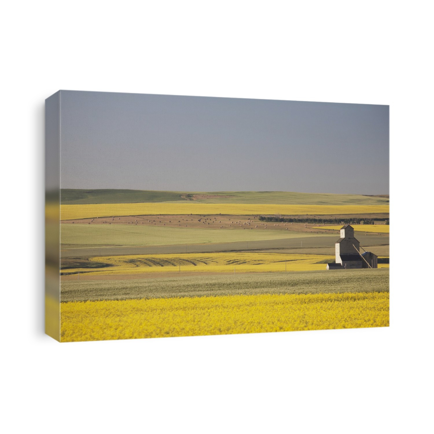 One Old Wooden Grain Elevator At Sunrise With Flowering Canola Fields In The Foreground And Background; Mosleigh, Alberta, Canada