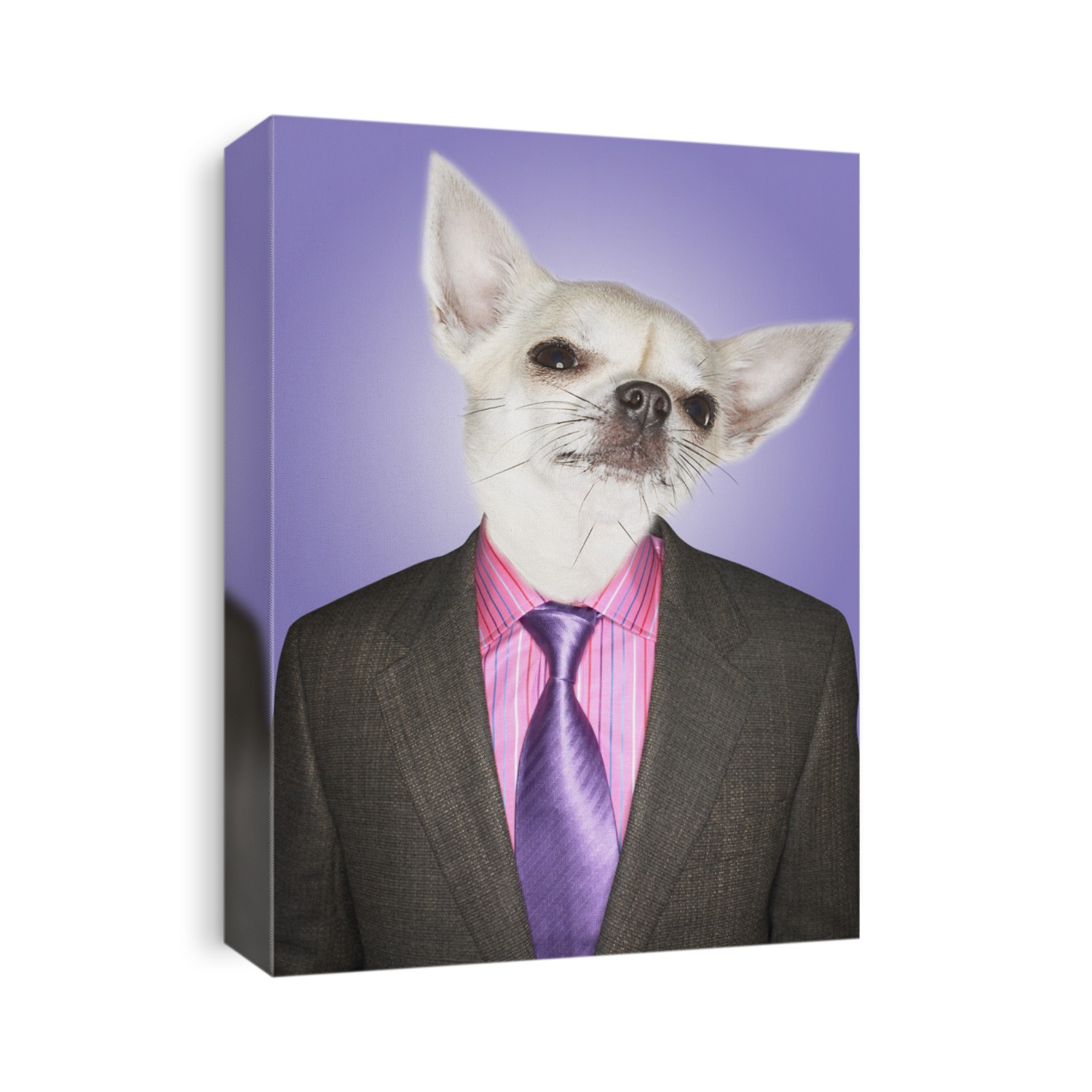Chihuahua dressed business man