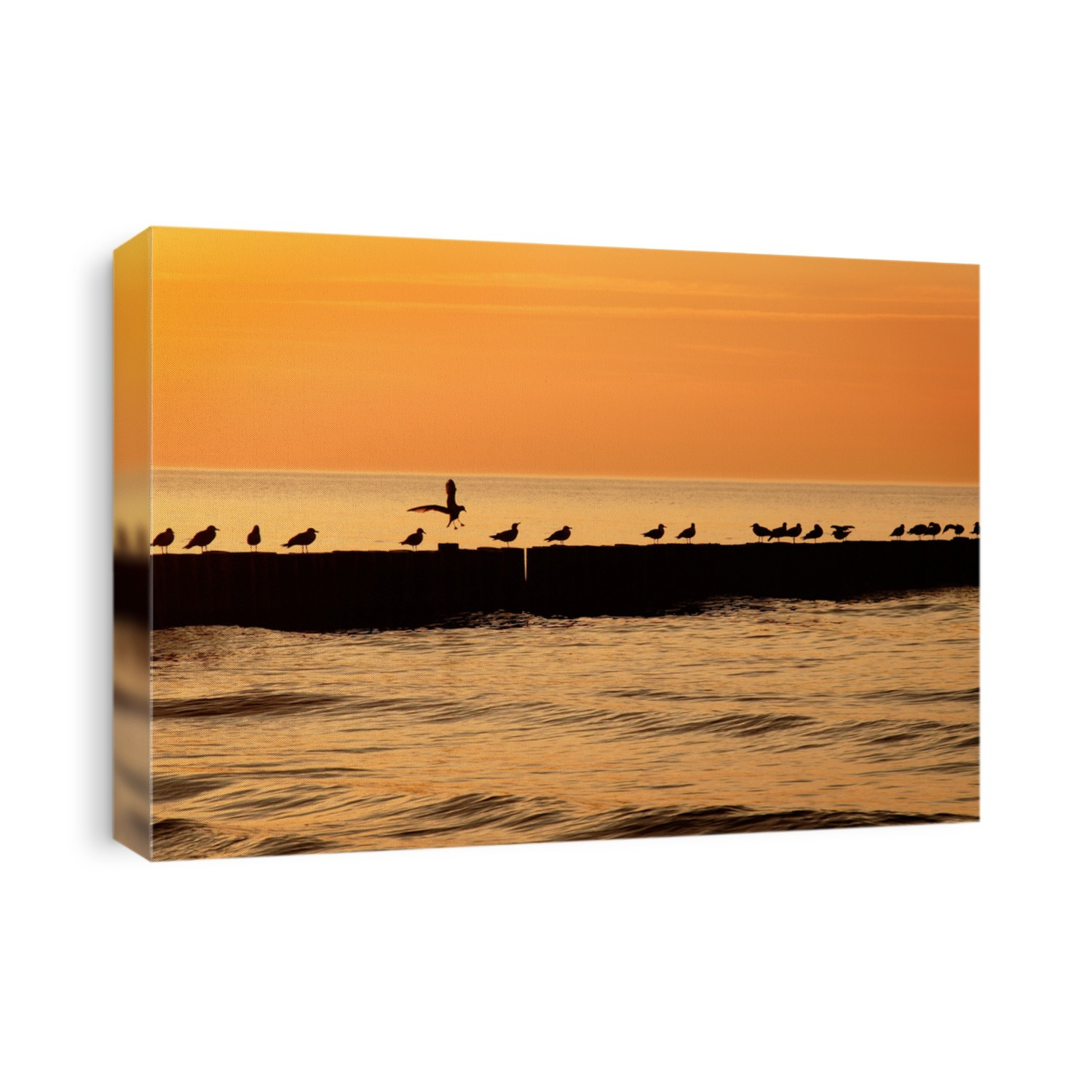 A sea birds at sunset