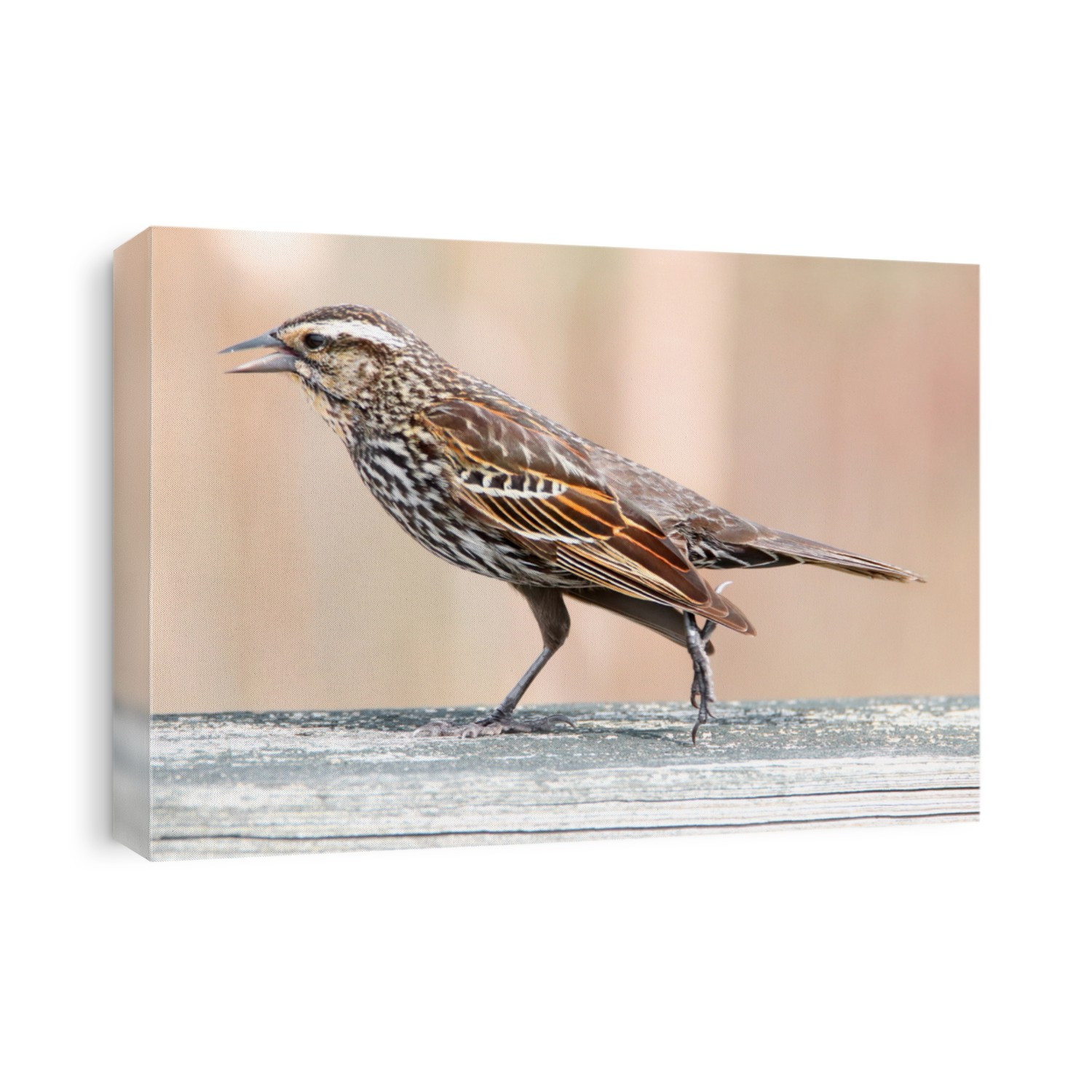 Close up shot of Pine Siskin bird