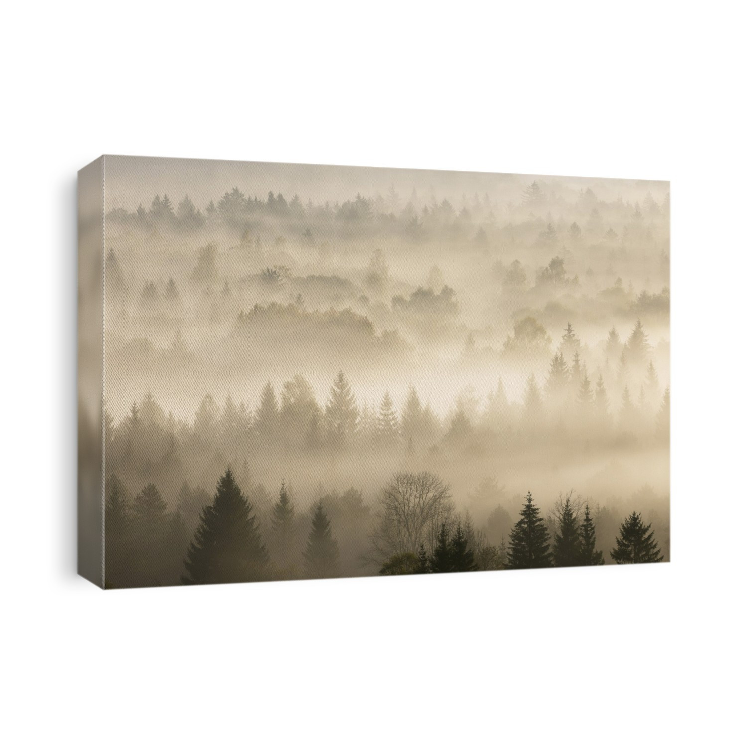 Morning Mist, Isar Valley, Bad Tolz-Wolfratshausen, Upper Bavaria, Bavaria, Germany