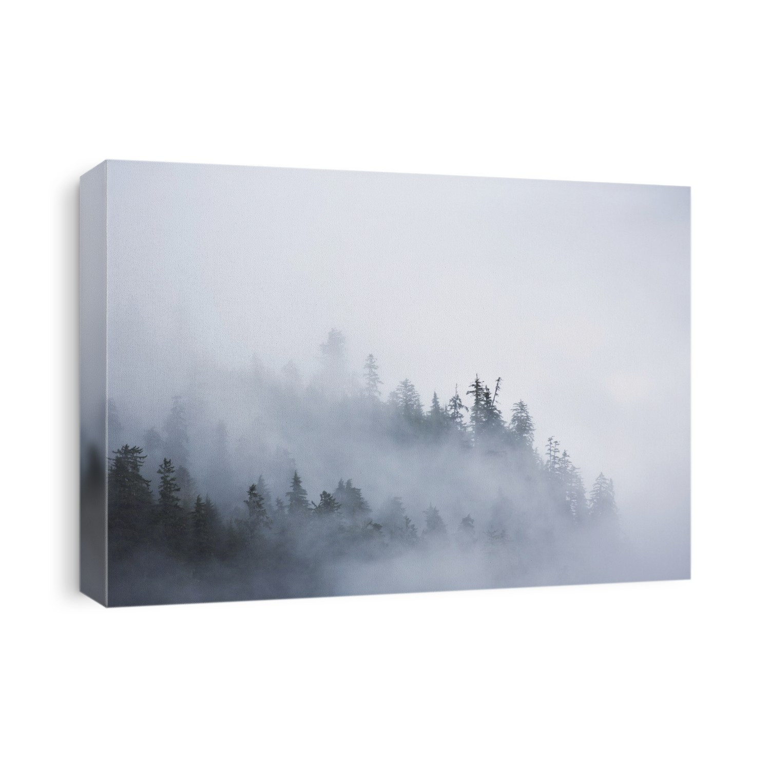 Fog Shrouded Trees Along The British Columbia Coastline Near Prince Rupert; British Columbia, Canada