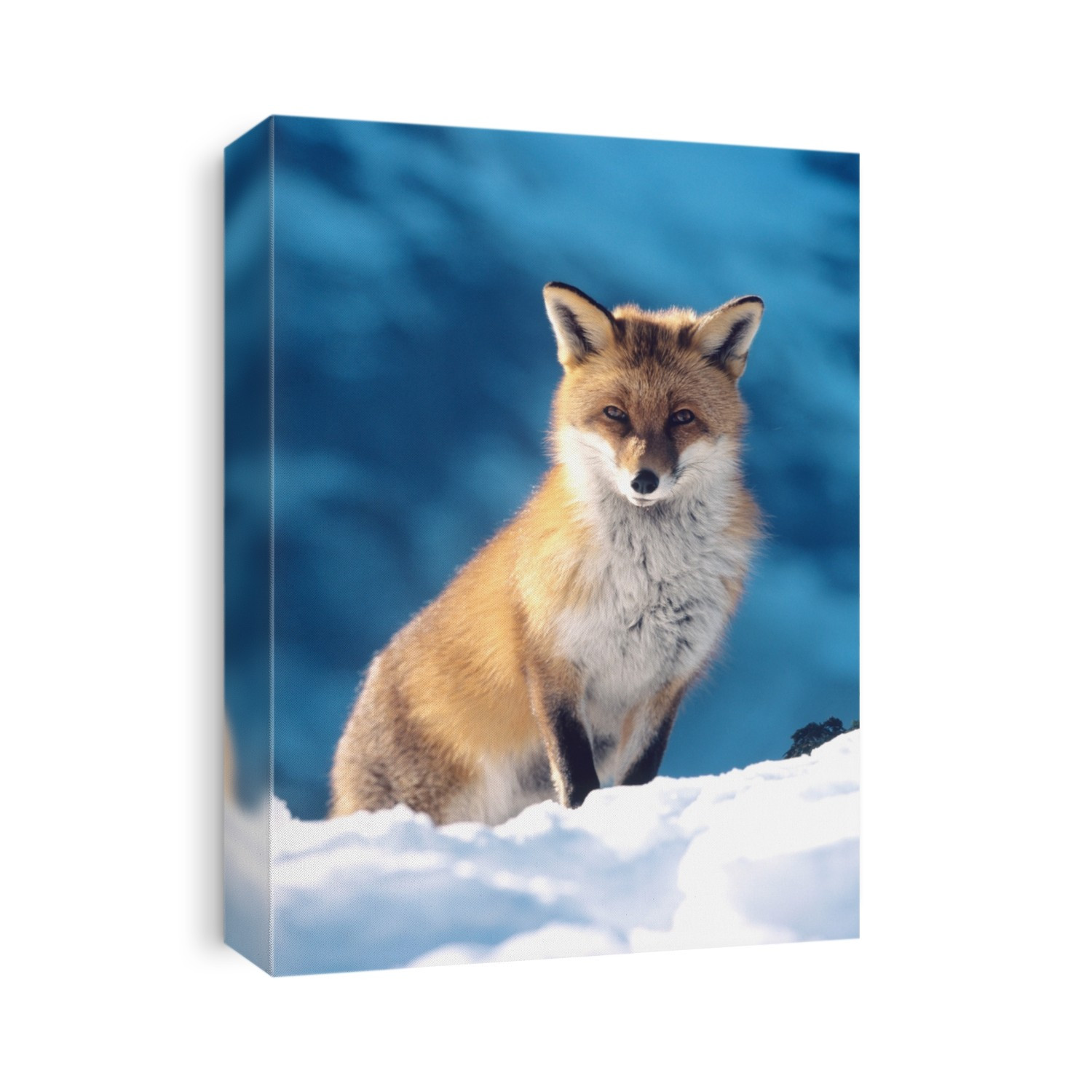 Red Fox