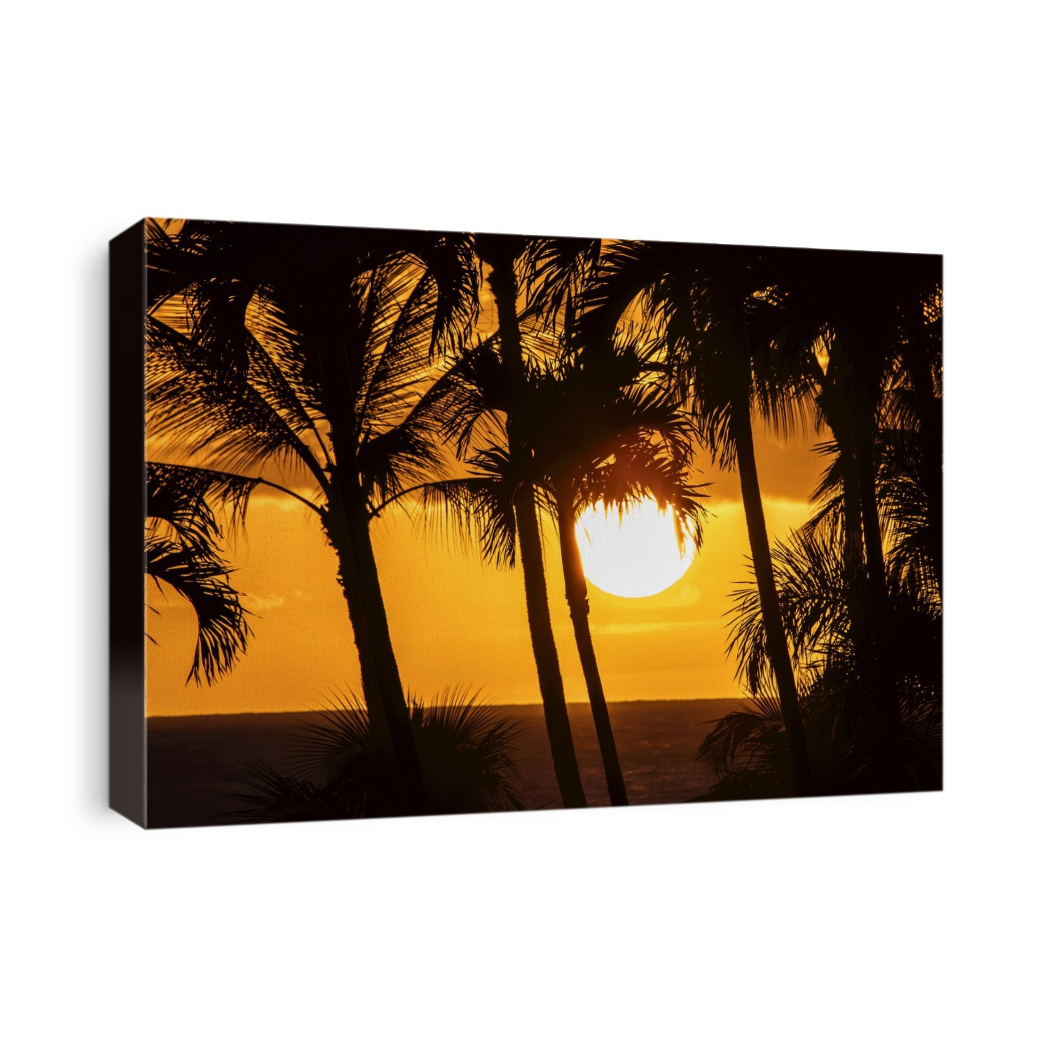 The setting sun through silhouetted palm trees; Wailea, Maui, Hawaii, United States of America