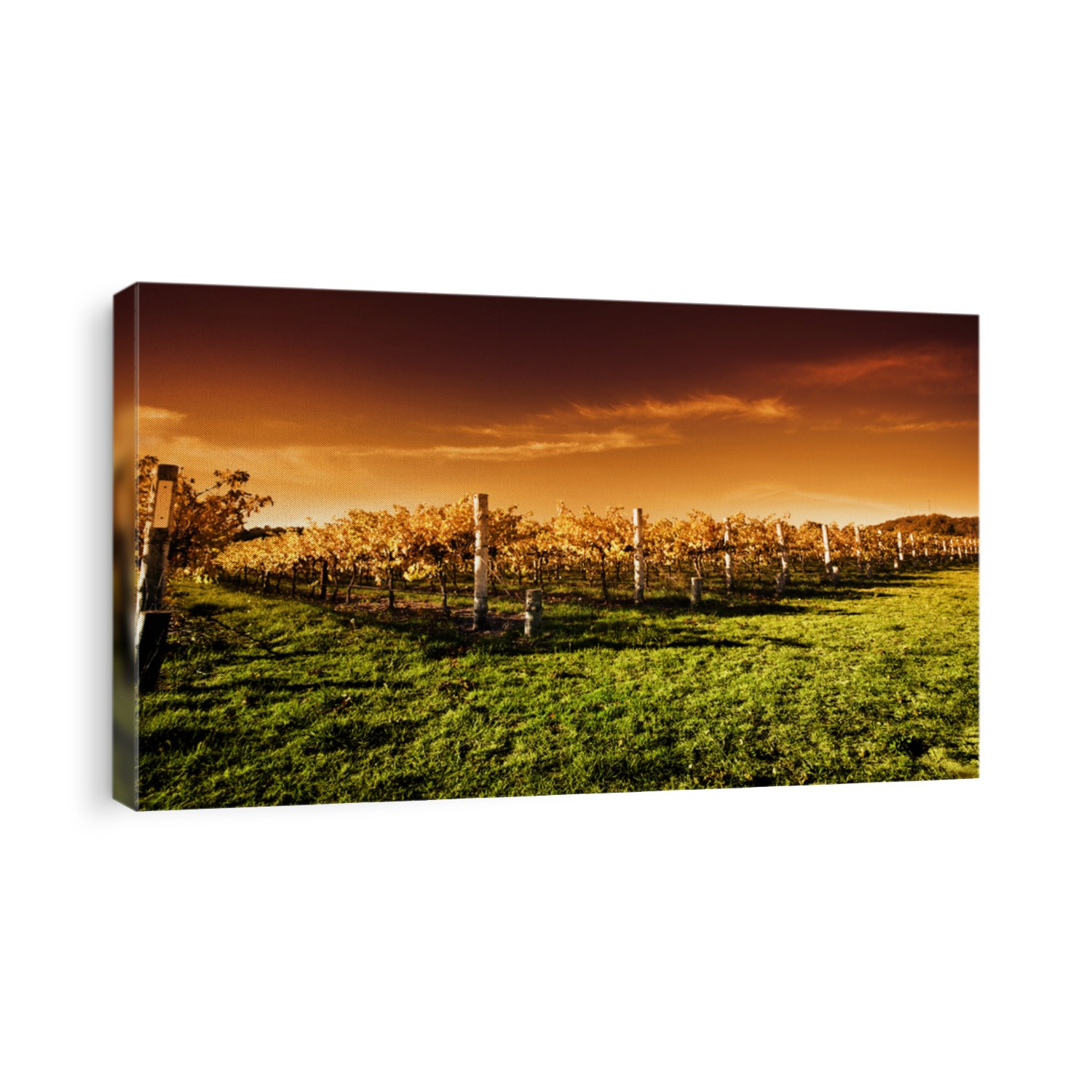 Autumn Vineyard at sunset