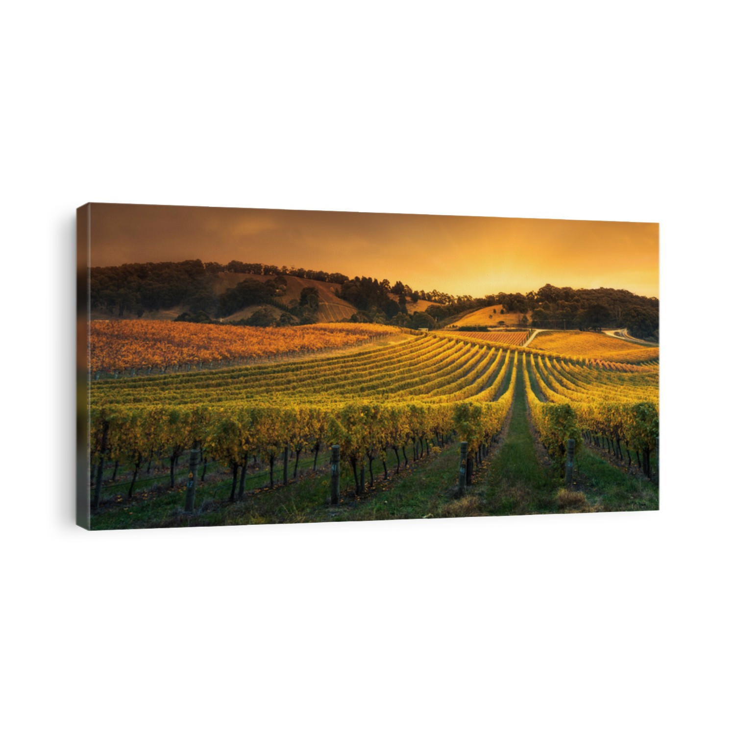 Stunning vineyard in South Australia