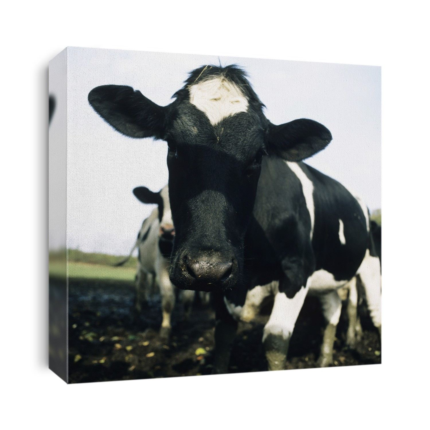 Cows, (Bos taurus).