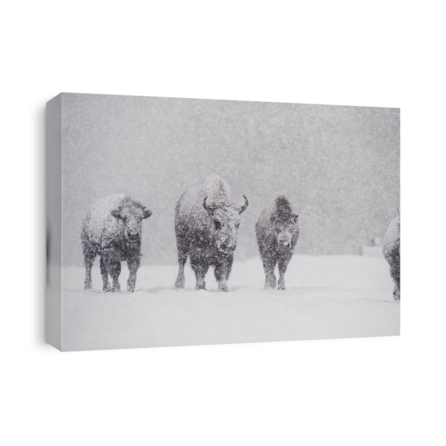 American bison (Bison bison) herd covered in snow. Photographed in Yellowstone National Park, Wyoming, USA, in winter.