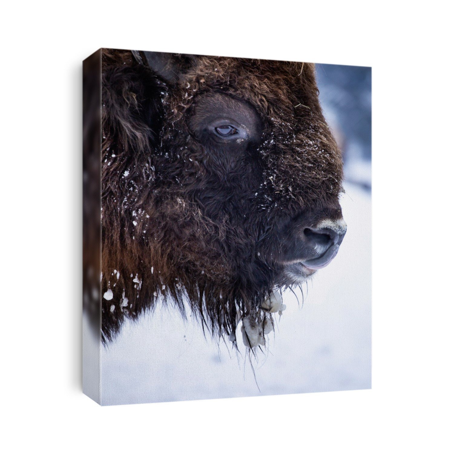 Close up portrait of a wild european bison