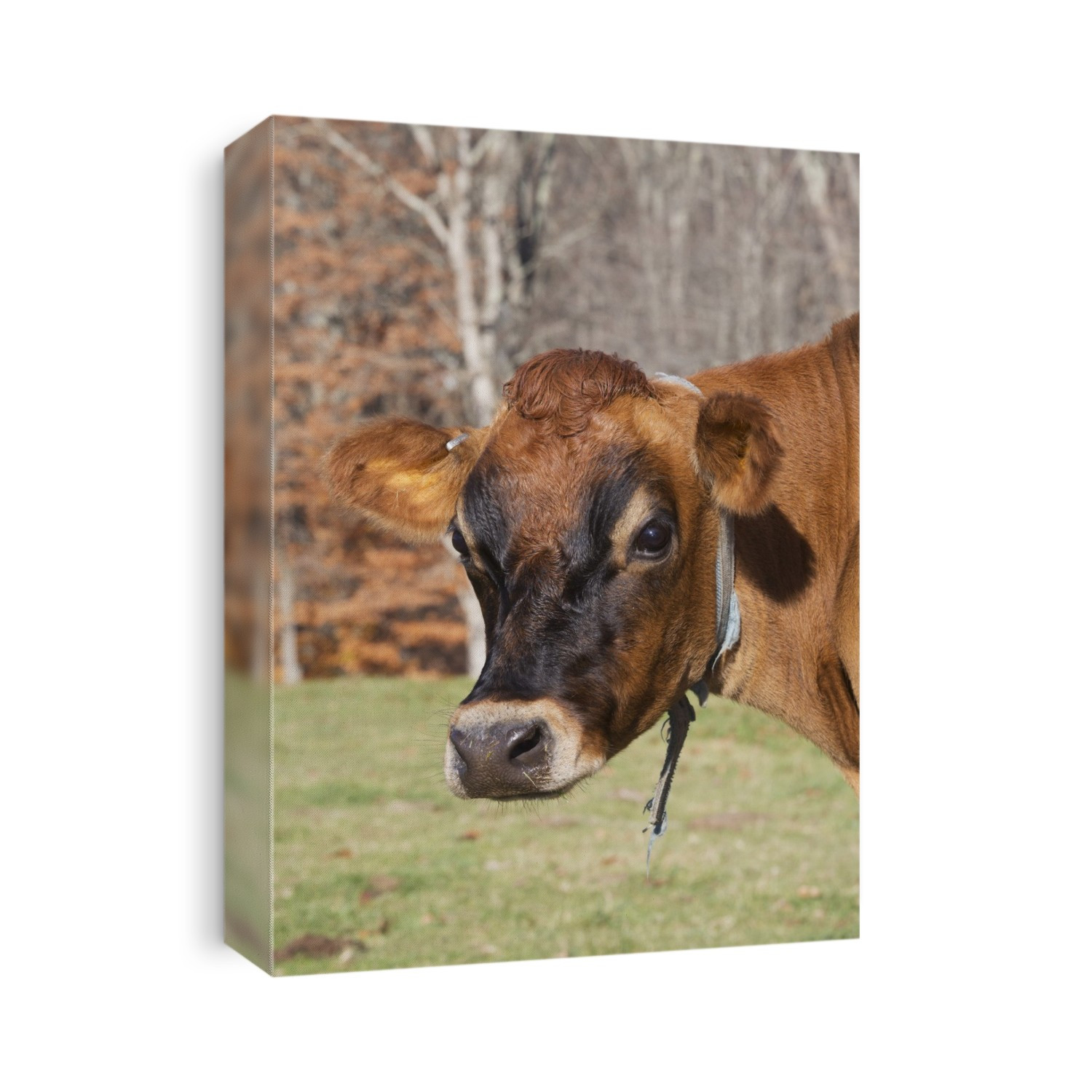 Jersey Cow In Autumn Pasture, Baldwin Brook Farm; Canterbury, Connecticut, United States Of America