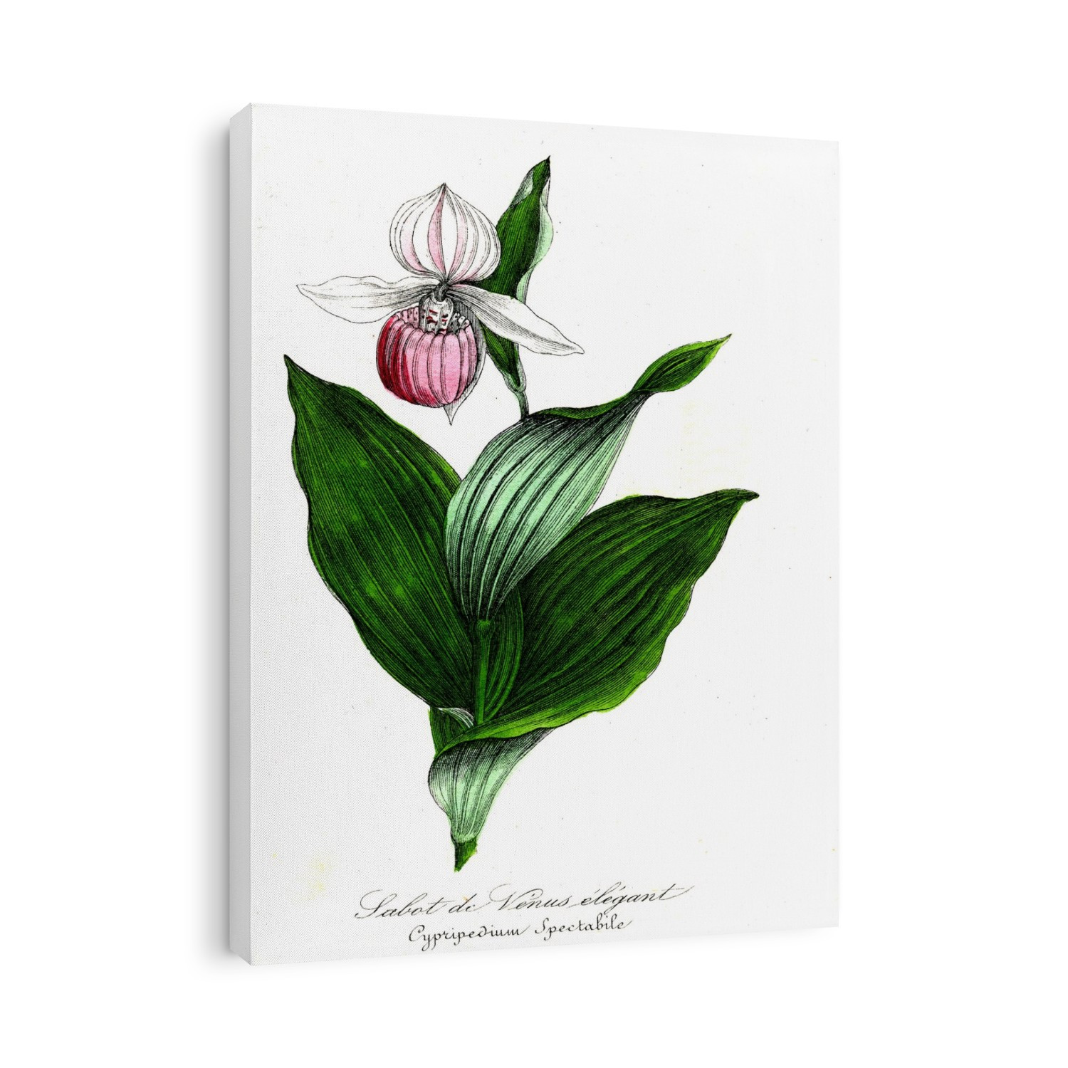 Lady's-slipper (Cypripedium spectabile) flower. 1855 French illustration of leaves and a flower from a showy lady's-slipper orchid plant.
