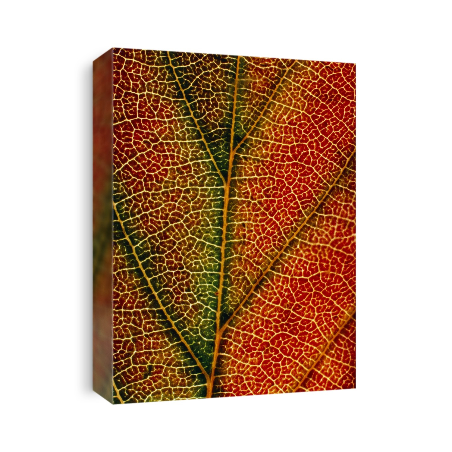 Macrophotograph, showing the venation of a Morello cherry leaf, which is also undergoing colour changes in autumn.