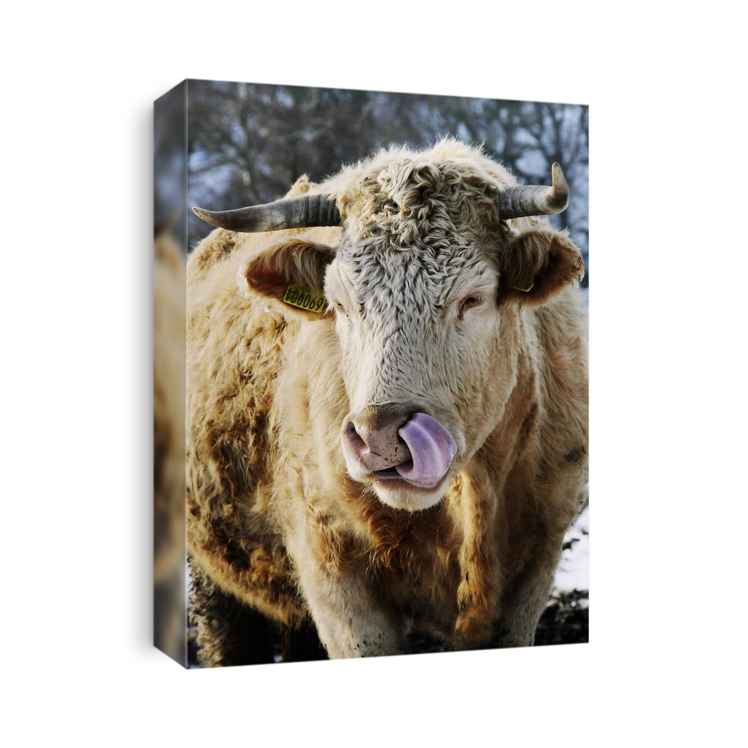 Cow licking its nose.