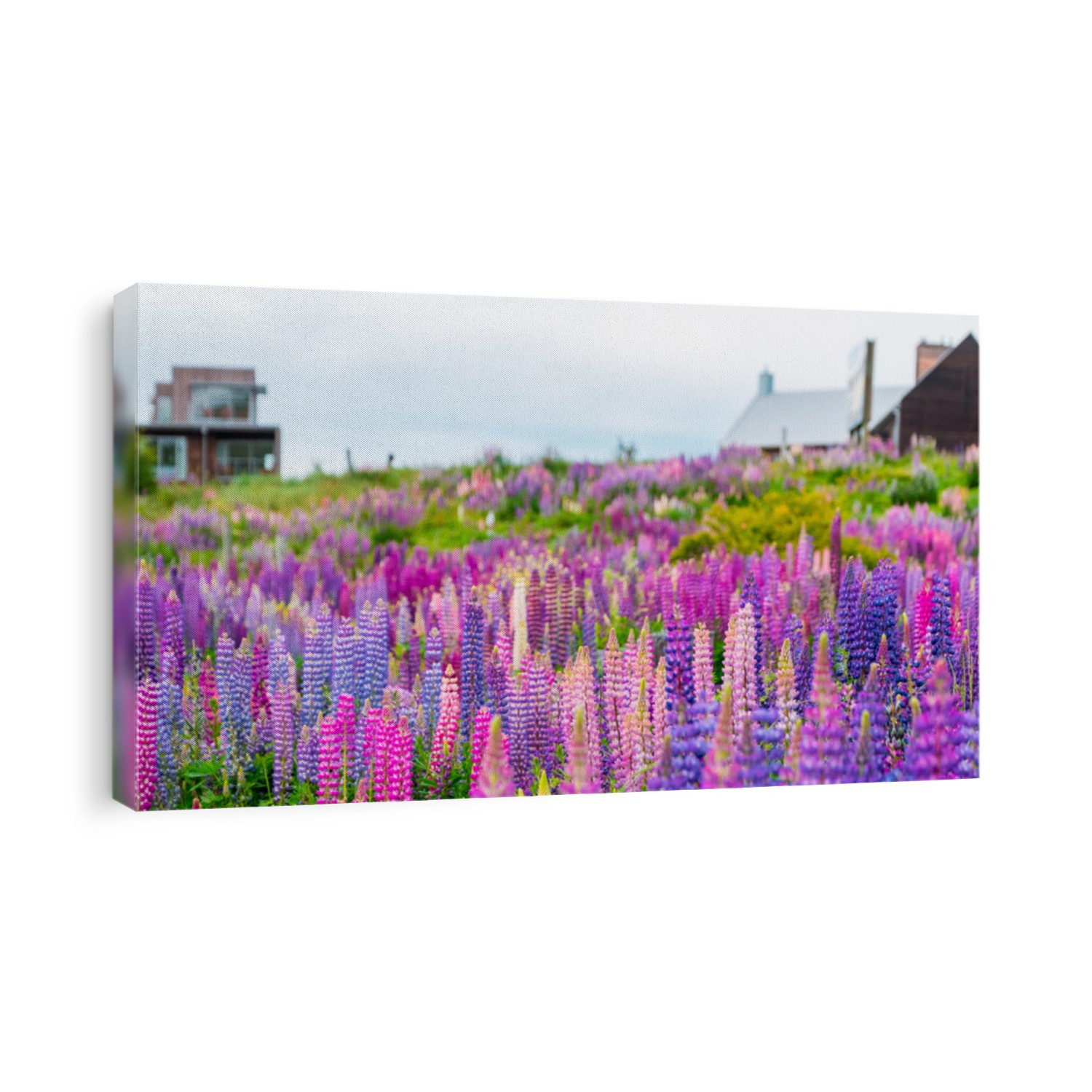 Beautiful Lupins flower around Lake Tekapo area, New Zealand.