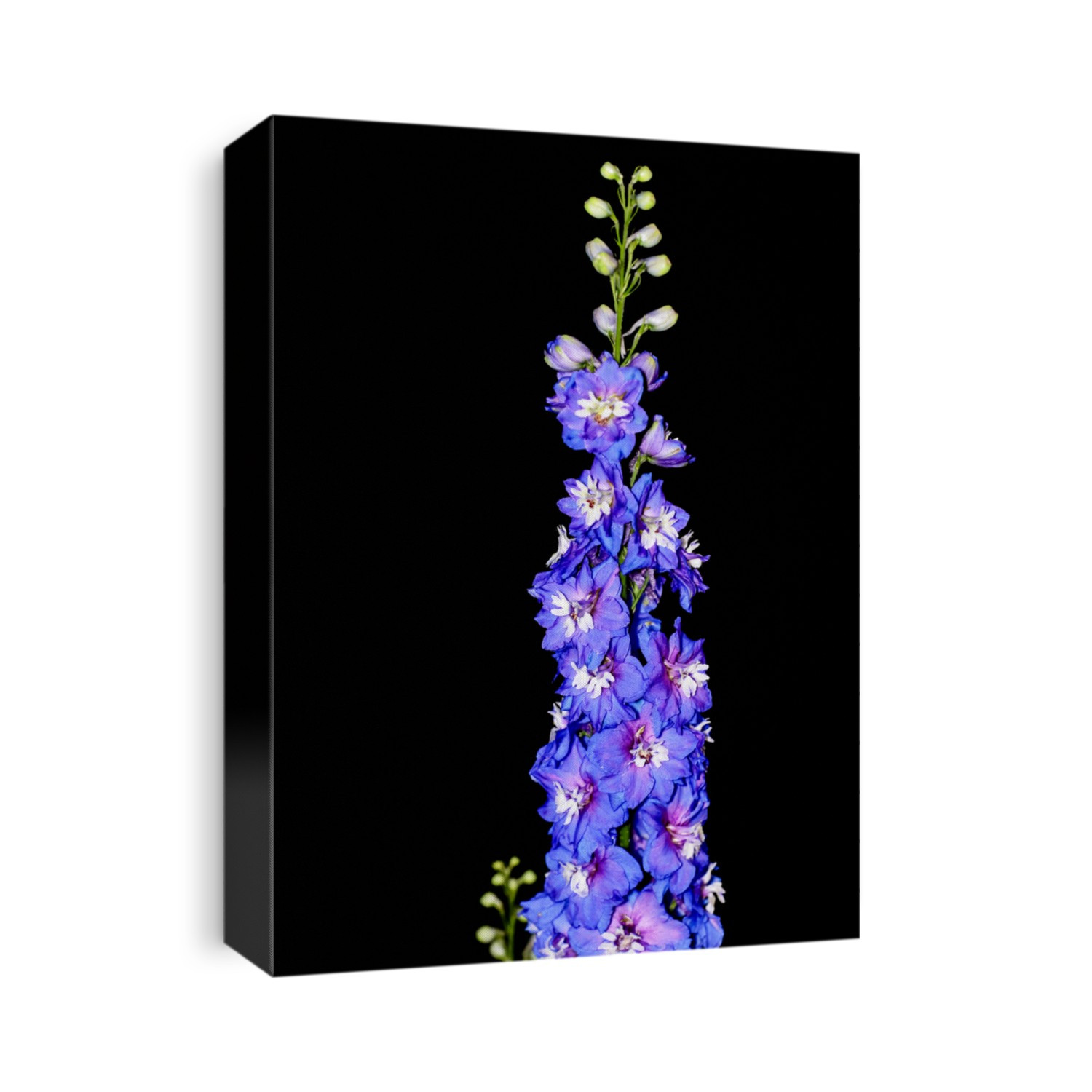 Tall Blue Delphinium flower isolated on black background