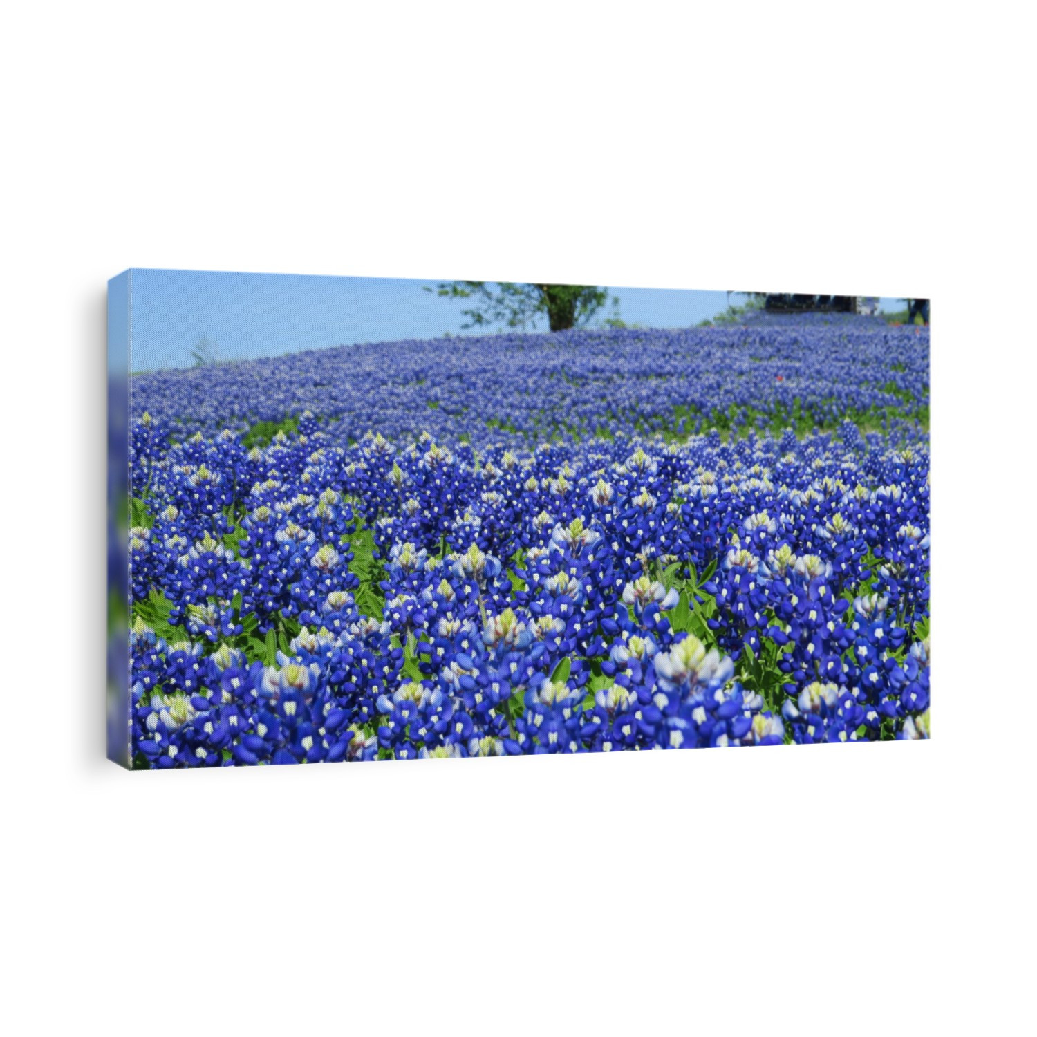 Beautiful field  of Texas Bluebonnets in the spring
          