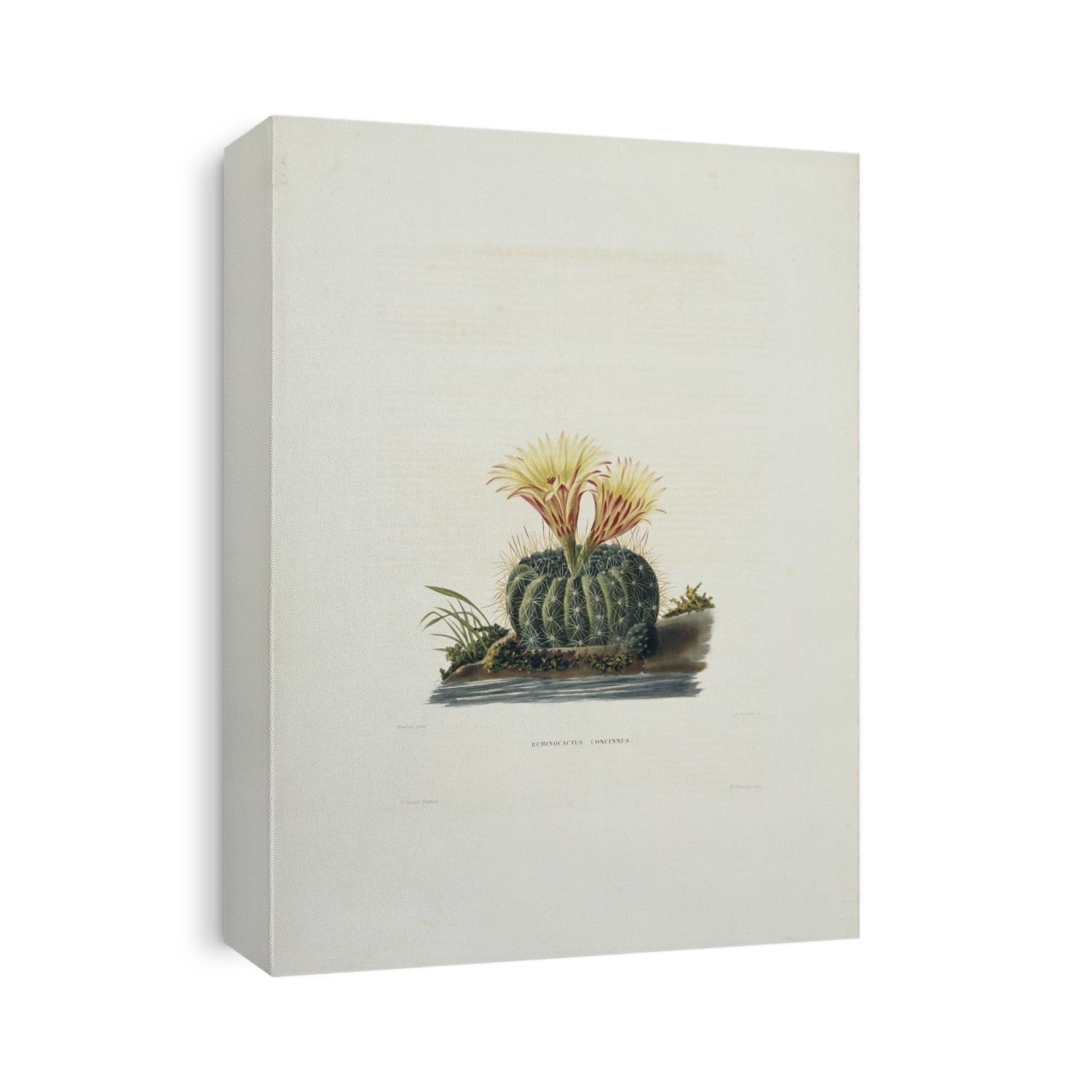 Sun cup (Echinocactus concinnus) cactus in flower. Illustration from 'Iconographie Descriptive des Cactees '(1841-1847) by Charles Antoine Lemaire.