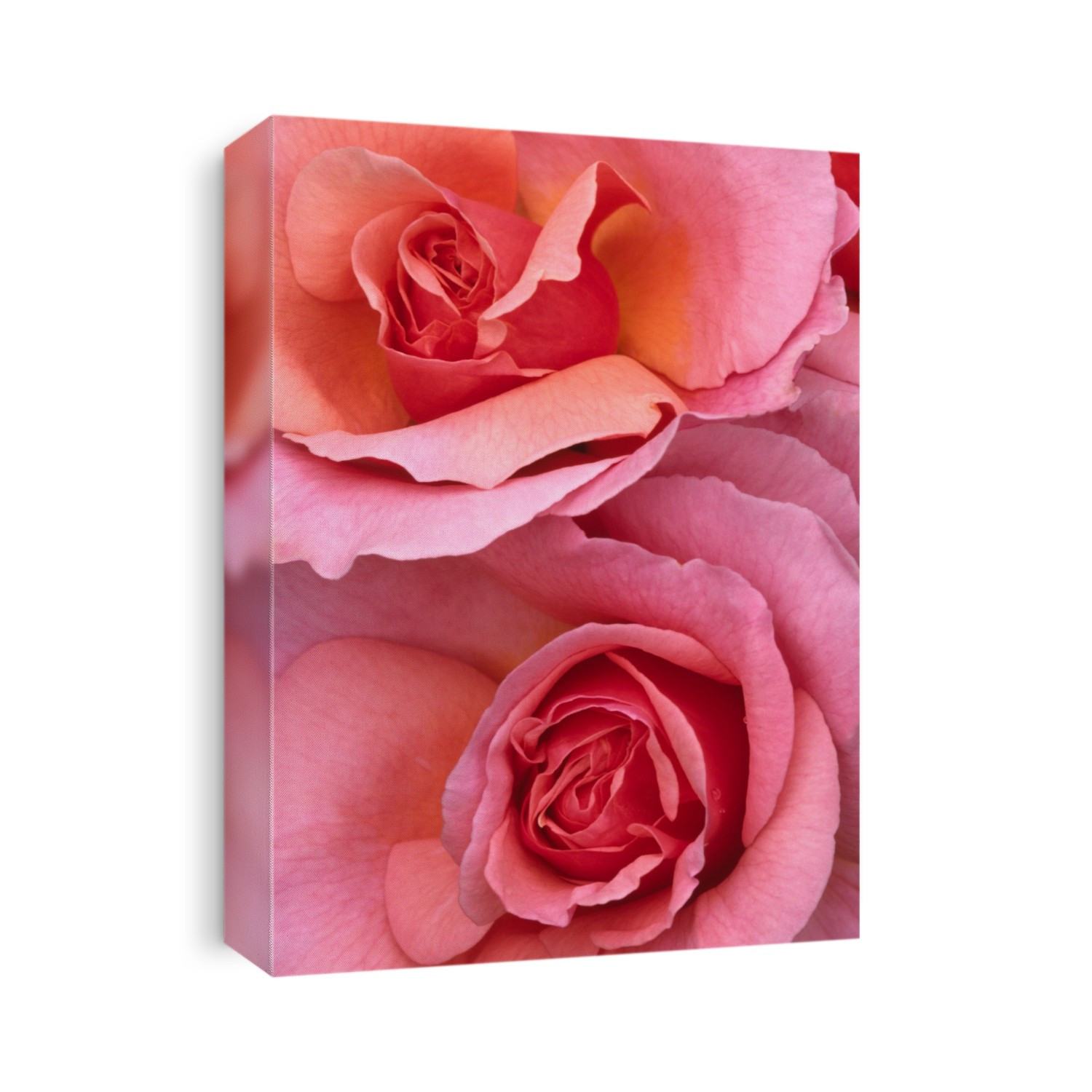 Close-up abstract of two pink roses (Rosa variety) growing in a garden in Norfolk, UK.