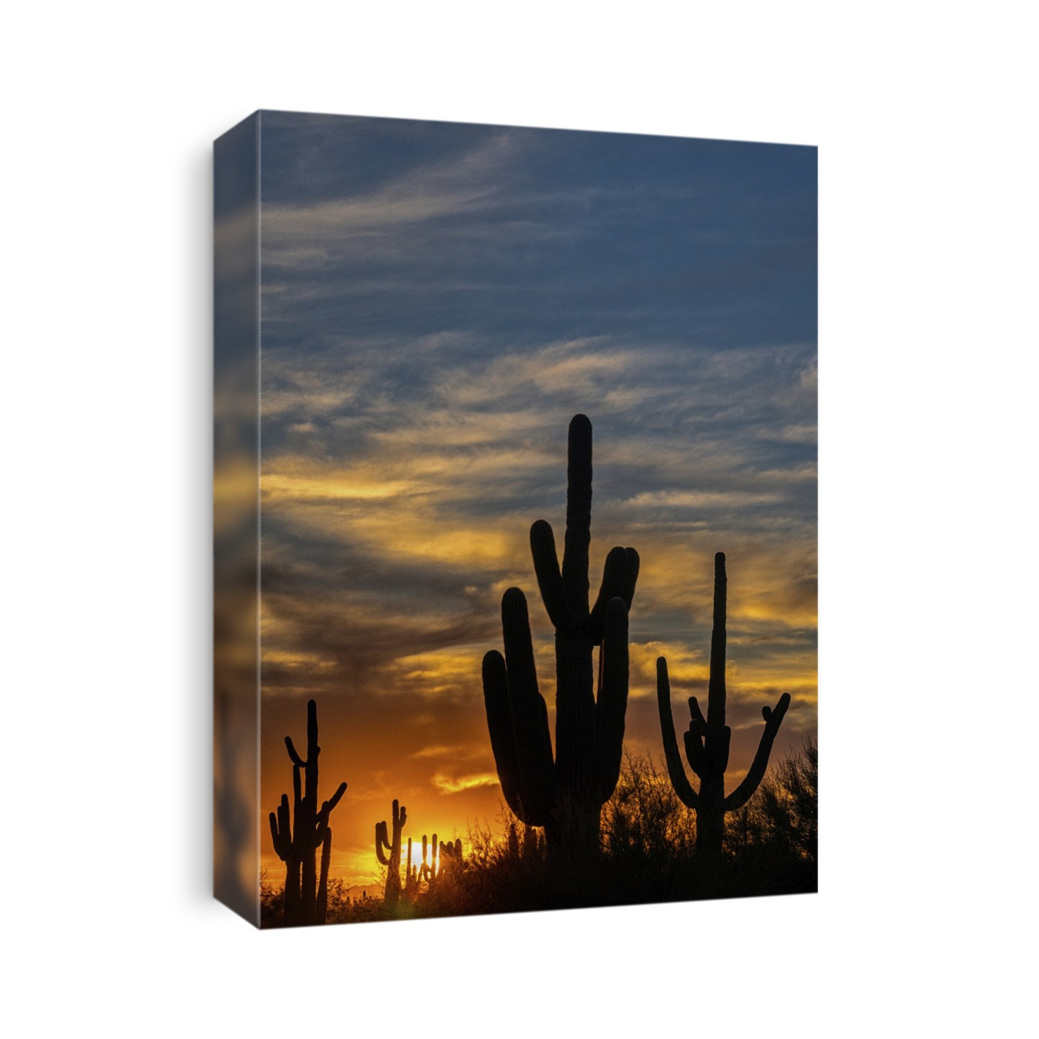 Saguaro Cactus (Carnegiea gigantea) silhouetted at sunset; Phoenix, Arizona, United States of America