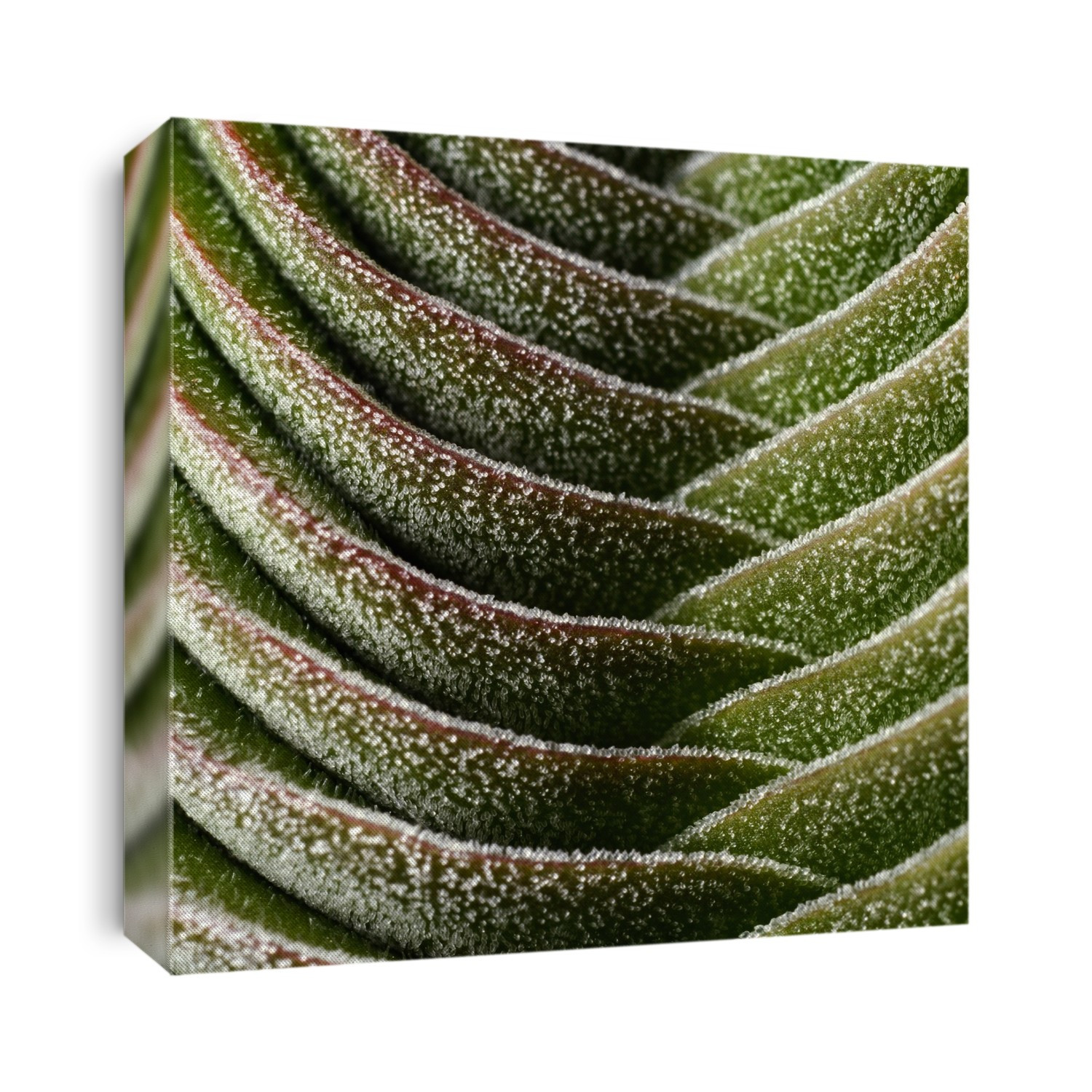 Close-up abstract of the leaf of a succulent (Crassula columnaris 'Buddha's Temple'). Private collection, Cambridgeshire, UK.