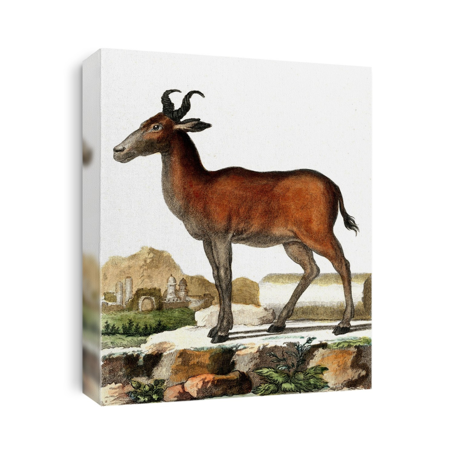 Red hartebeest (Alcephalus caama), 1856 illustration. This antelope is found in Southern Africa.