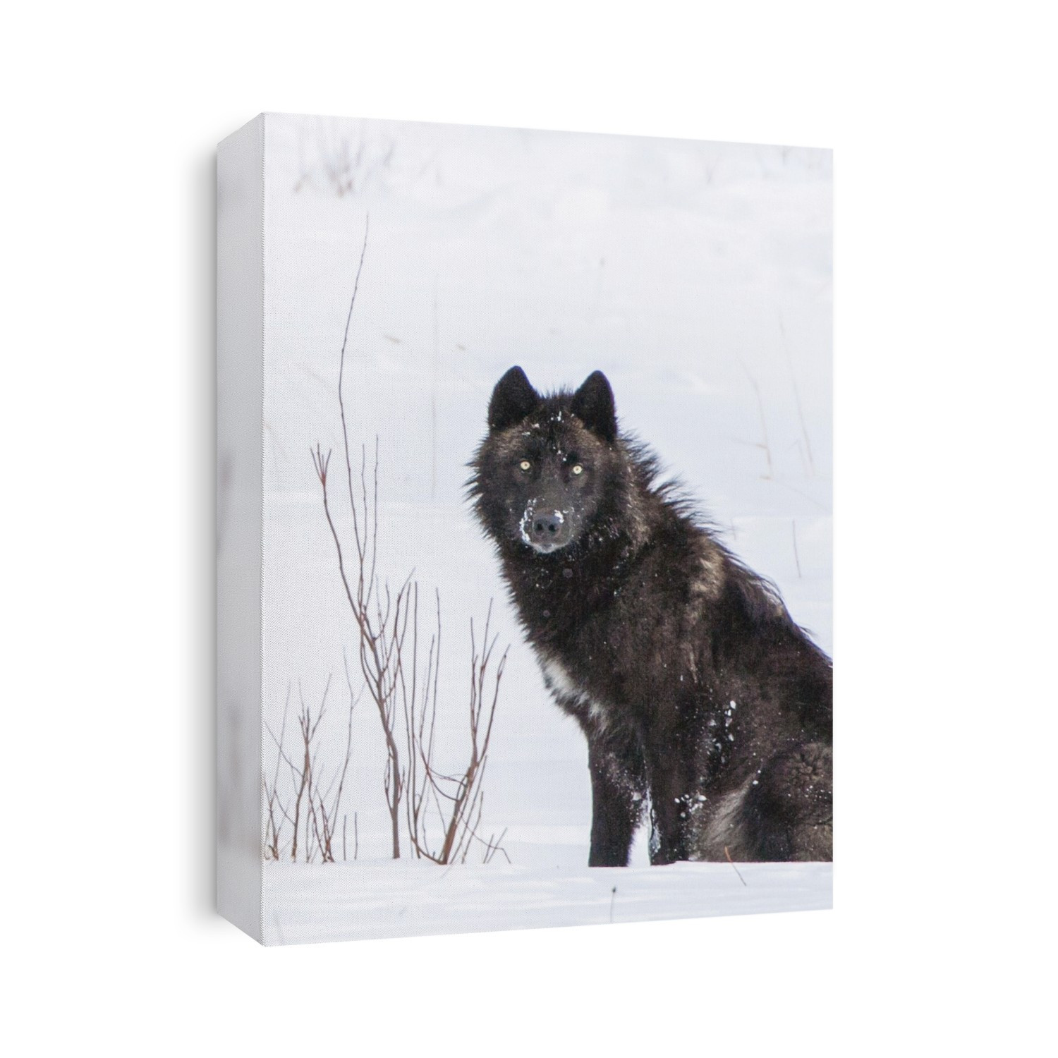Portrait of a black wolf (Canis lupus) waiting in a snow covered field looking at camera; Yellowstone National Park, United States of America