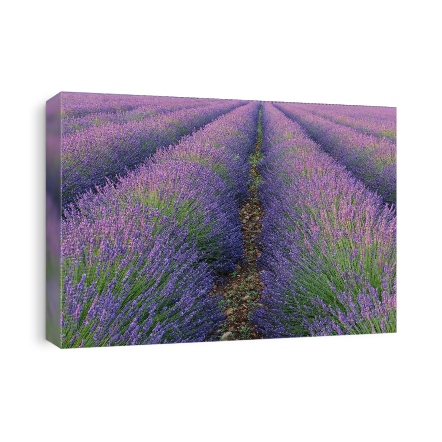 English Lavender Field, Valensole, Valensole Plateau, Alpes-de-Haute-Provence, Provence-Alpes-Cote d´Azur, Provence, France