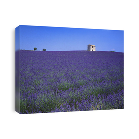 Wildflower