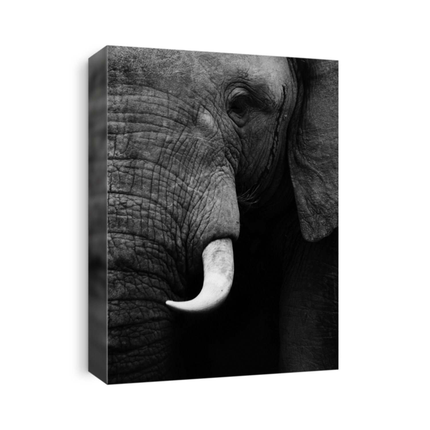 Elephant close up