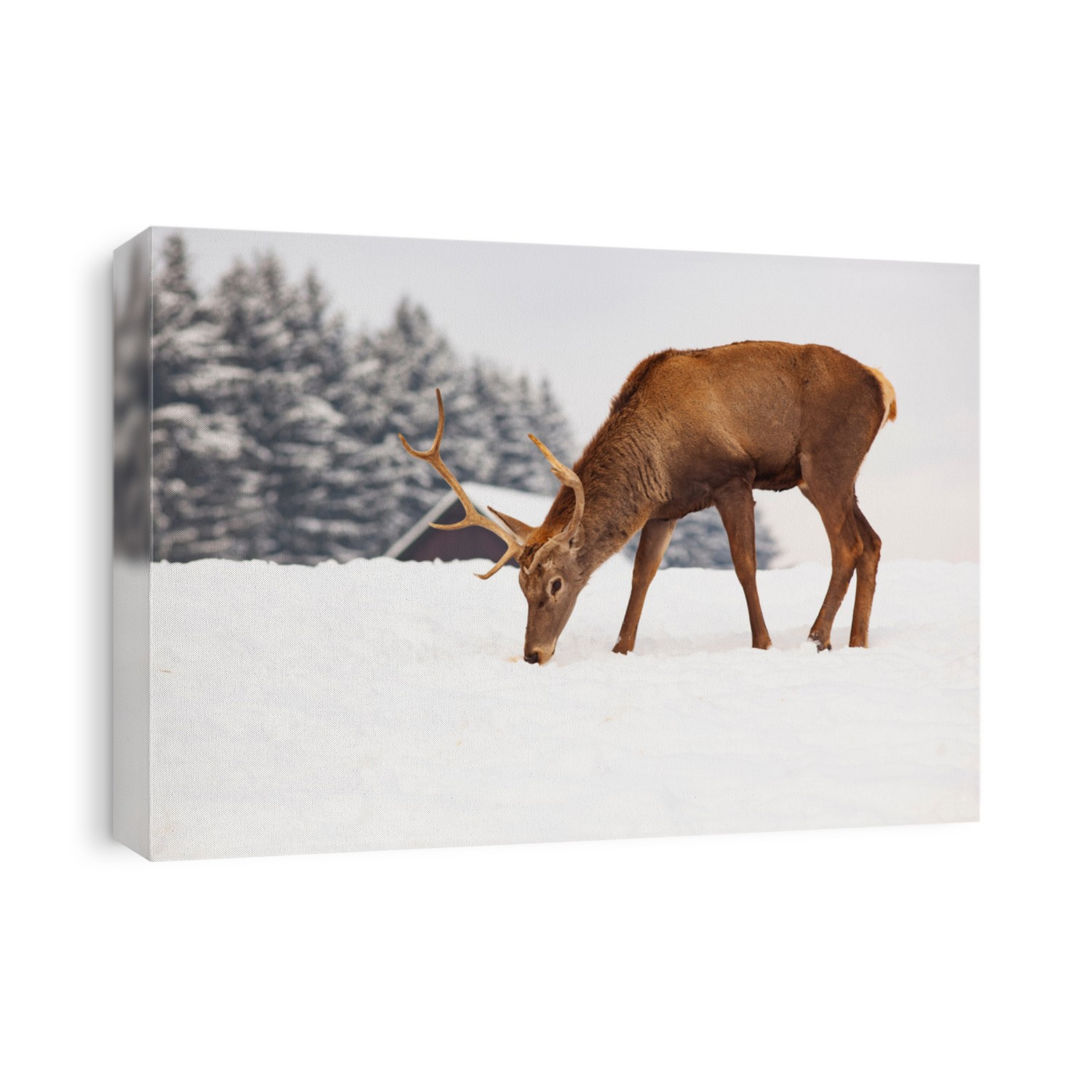 deer stag in winter
