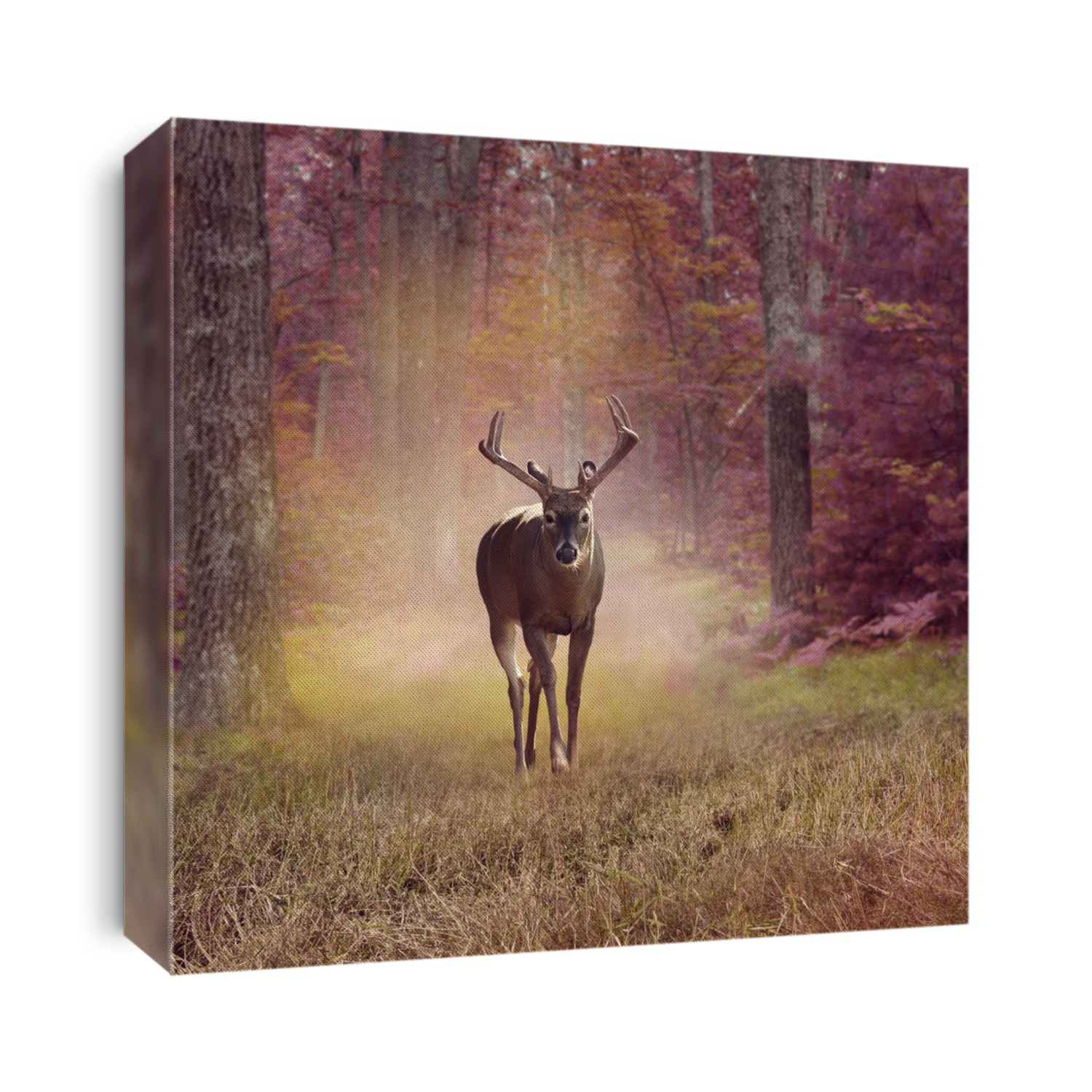 Male Deer in autumn forest