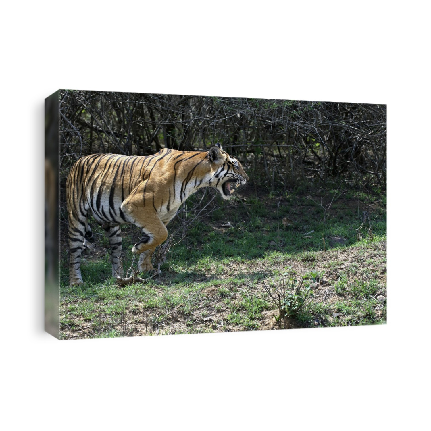 Bengal tigress (Panthera tigris tigris) snarling. This subspecies of tiger is endangered. It is the national animal of both Bangladesh and India. Photographed in India.