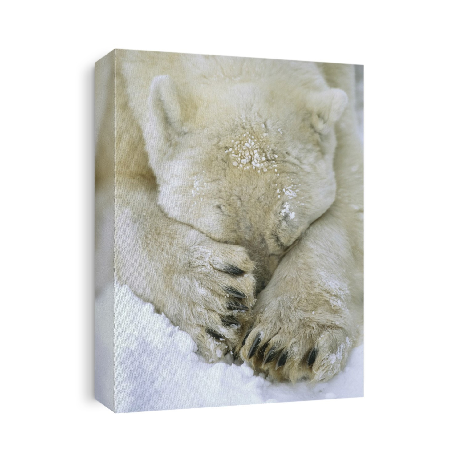 Polar bear (Ursus maritimus) buries it's head between it's paws in the snow; Churchill, Manitoba, Canada