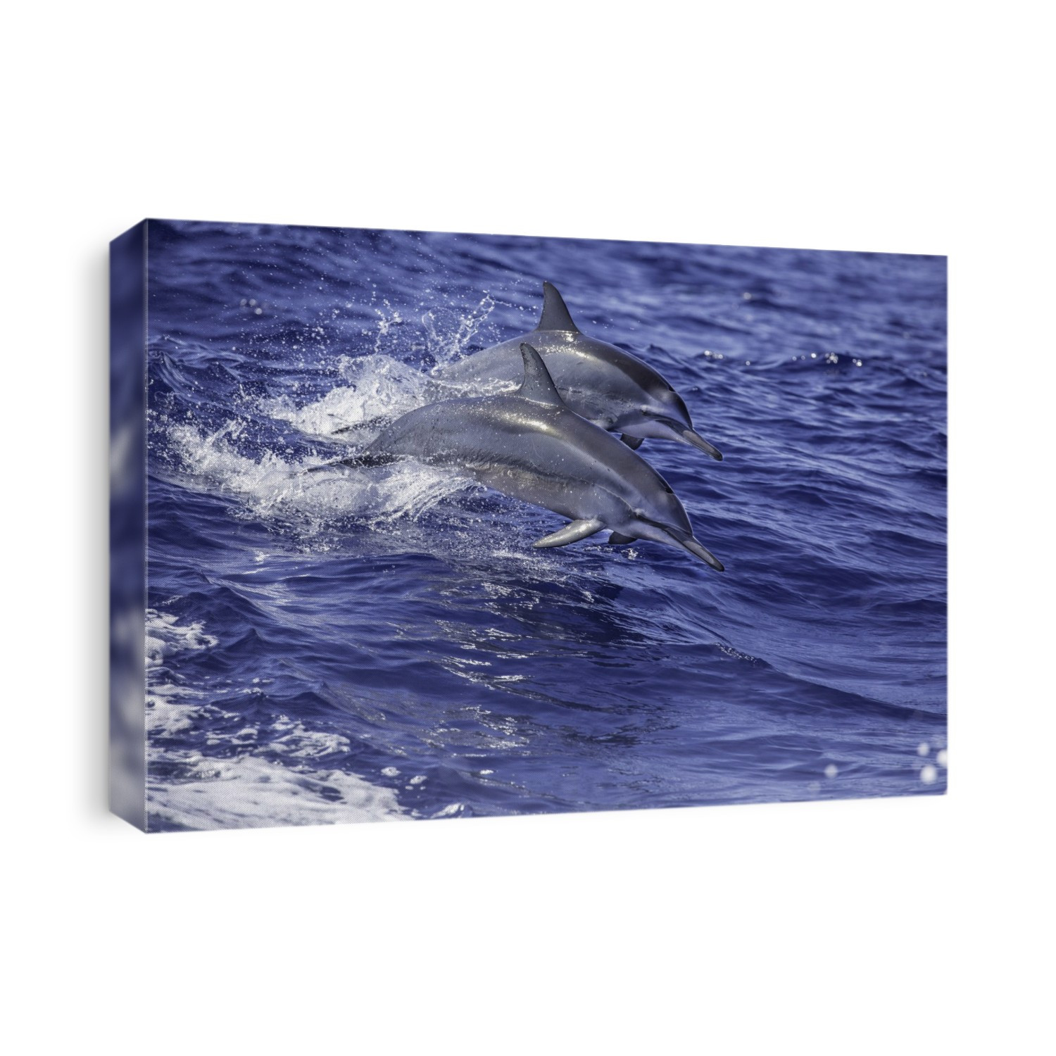 Two Spinner dolphins (Stenella longirostris) leaping out of the blue ocean water side by side; Hawaii, United States of America
