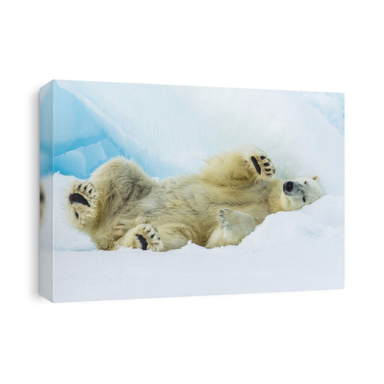 A polar bear rolls on pack ice.