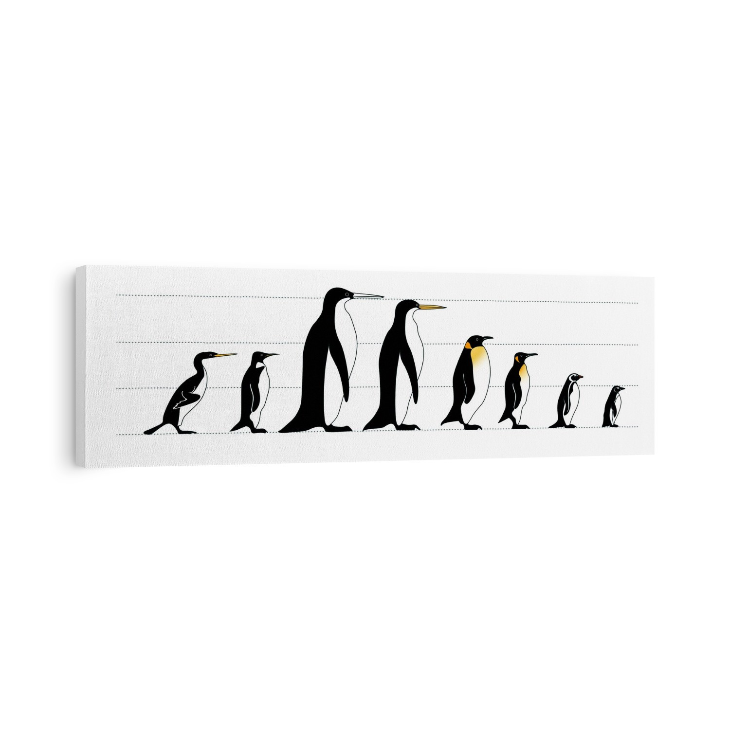 Extinct and living penguin comparison. Computer illustration comparing the heights of extinct species of penguin (left four) to that of modern penguins (right four). From left to right: Waimanu sp., Perudyptes sp., Palaeeudyptes klekowskii, Icadyptes sp., emperor penguin (Aptenodytes forsteri), king penguin (Aptenodytes patagonicus), Humboldt penguin (Spheniscus humboldti), Galapagos penguin (Spheniscus mendiculus). The distance between each horizontal line is half a metre. Reaching up to around 122 cm tall, the Emperor penguin is the tallest and heaviest of all living penguin species. However, the extinct P. klekowskii was taller, reaching over 1.5 metres.