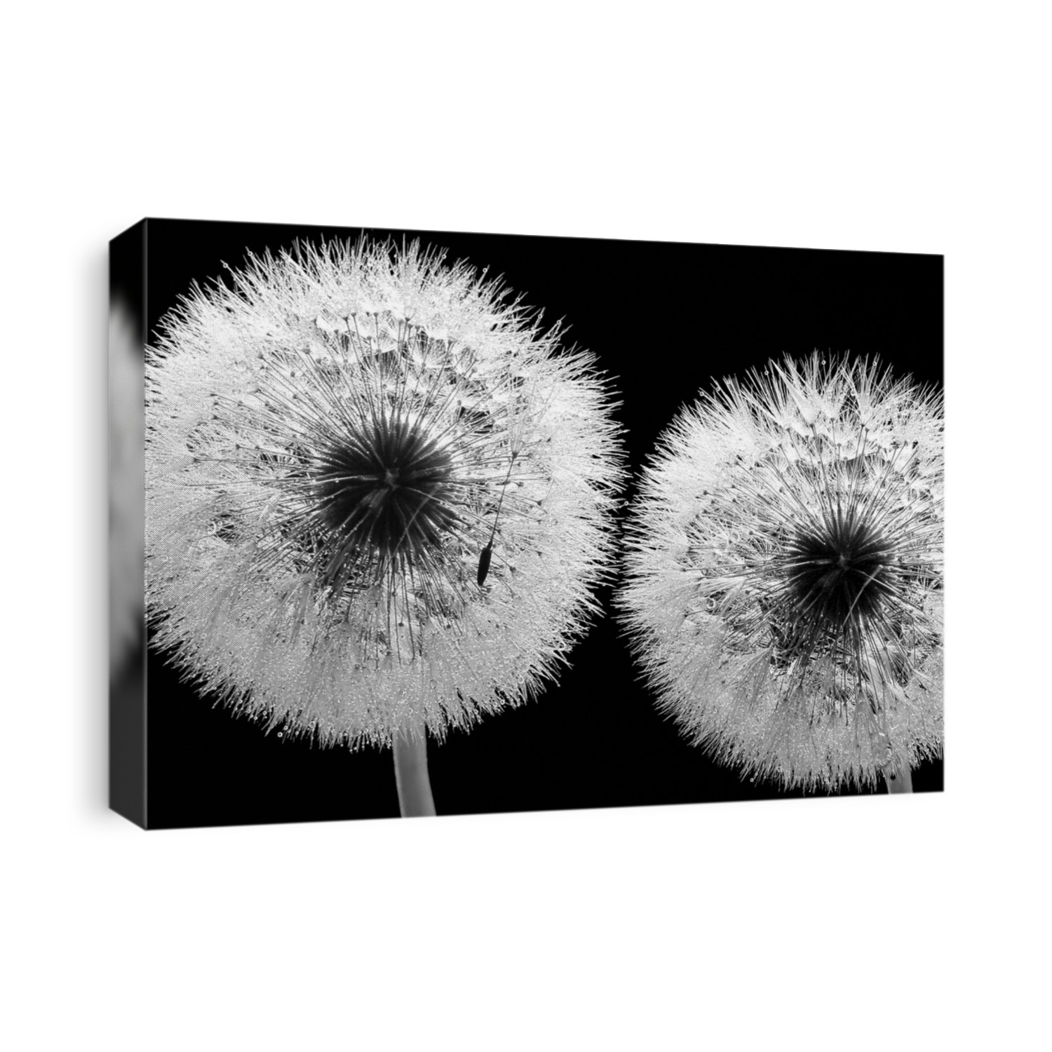 From the series 'White Flowers'