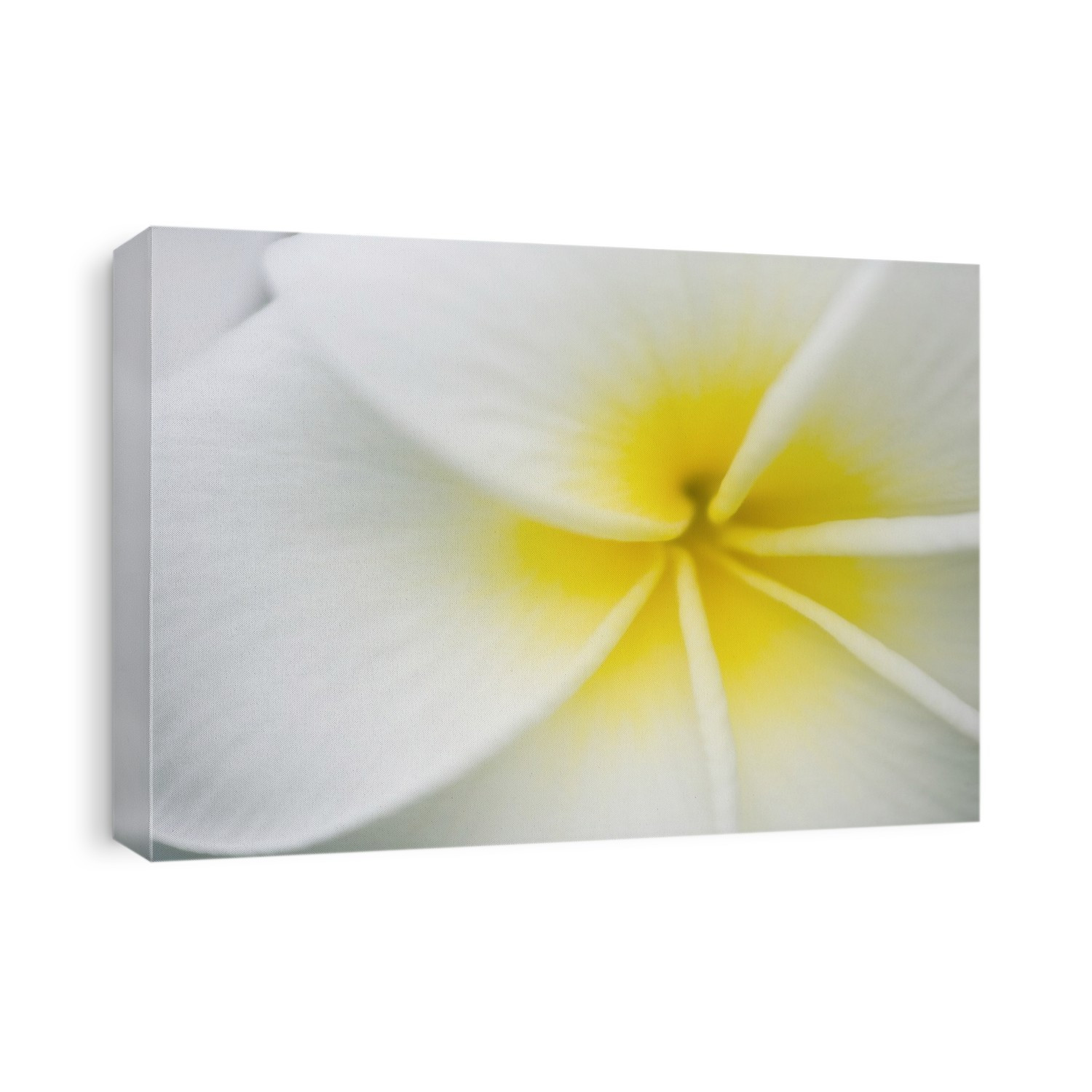Plumeria flower (Plumeria 'Hausten White').
