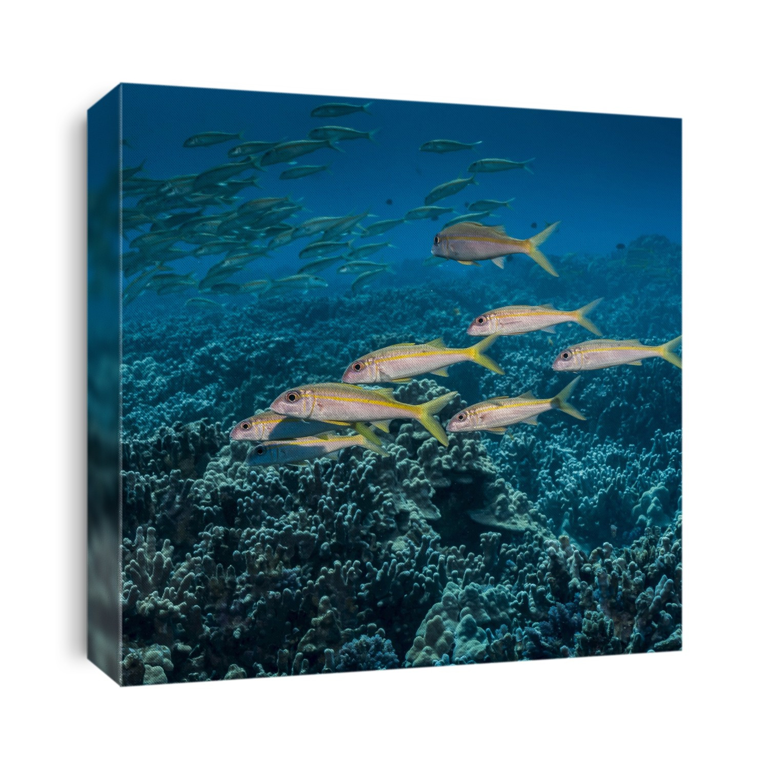 Yellowfin Goatfish (Mulloidichthys Vanicolensis) Schooled Off The Kona Coast; Kona, Island Of Hawaii, Hawaii, United States Of America