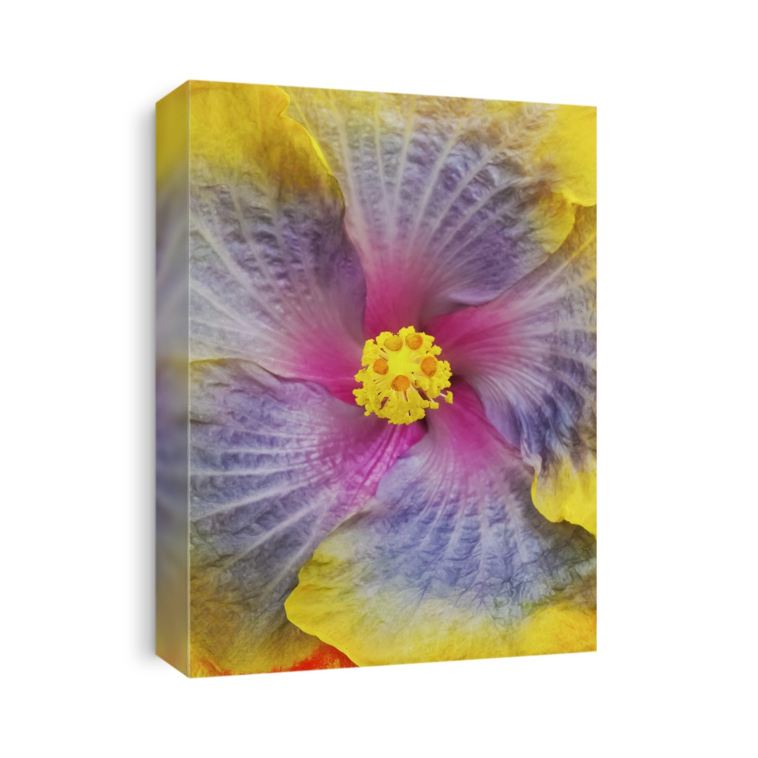 Close-Up Macro Shot Of A Beautiful Lavender, Pink And Yellow Hibiscus Flower; Honolulu, Oahu, Hawaii, United States Of America