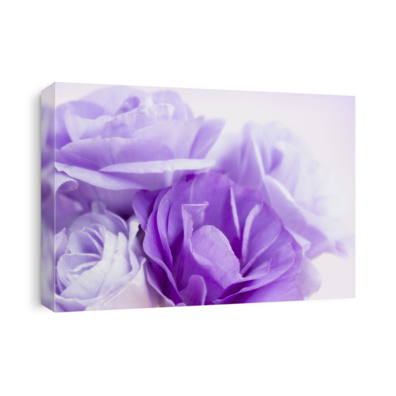Flower background with violet eustoma or lisianthus.