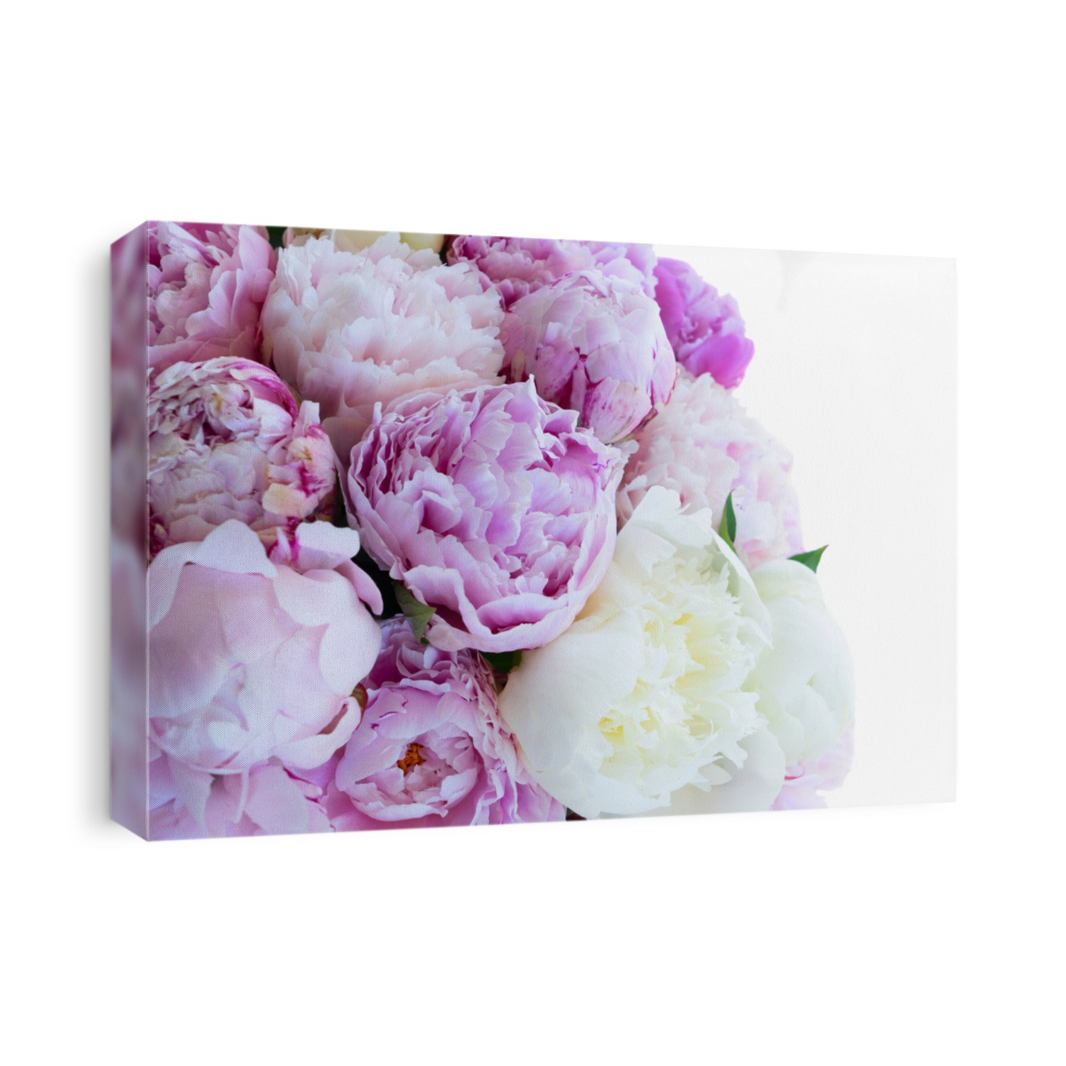 Fresh peony flowers pink and white flowers isolated on white background
