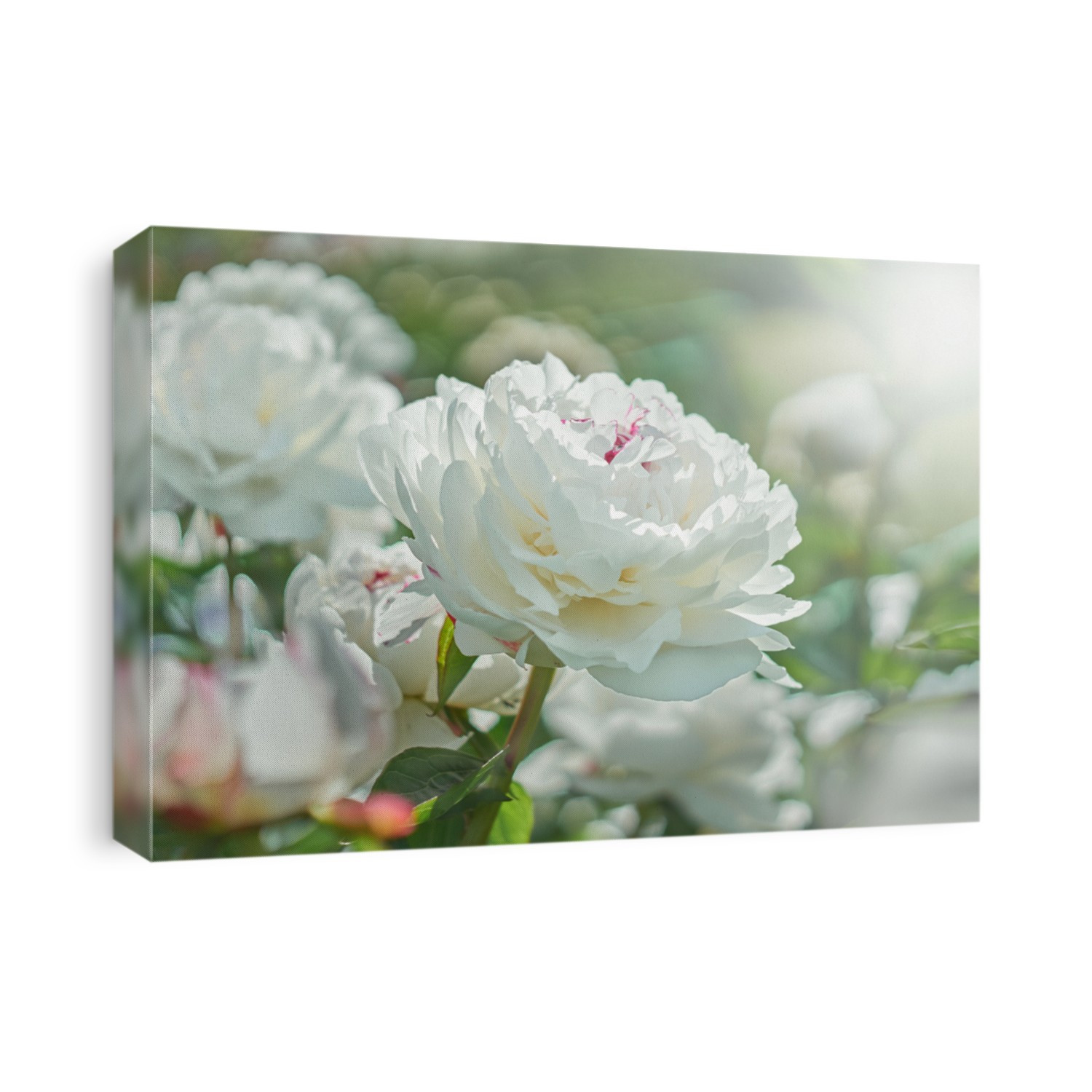 White flower peony flowering on background white peonies flowers. Nature.          