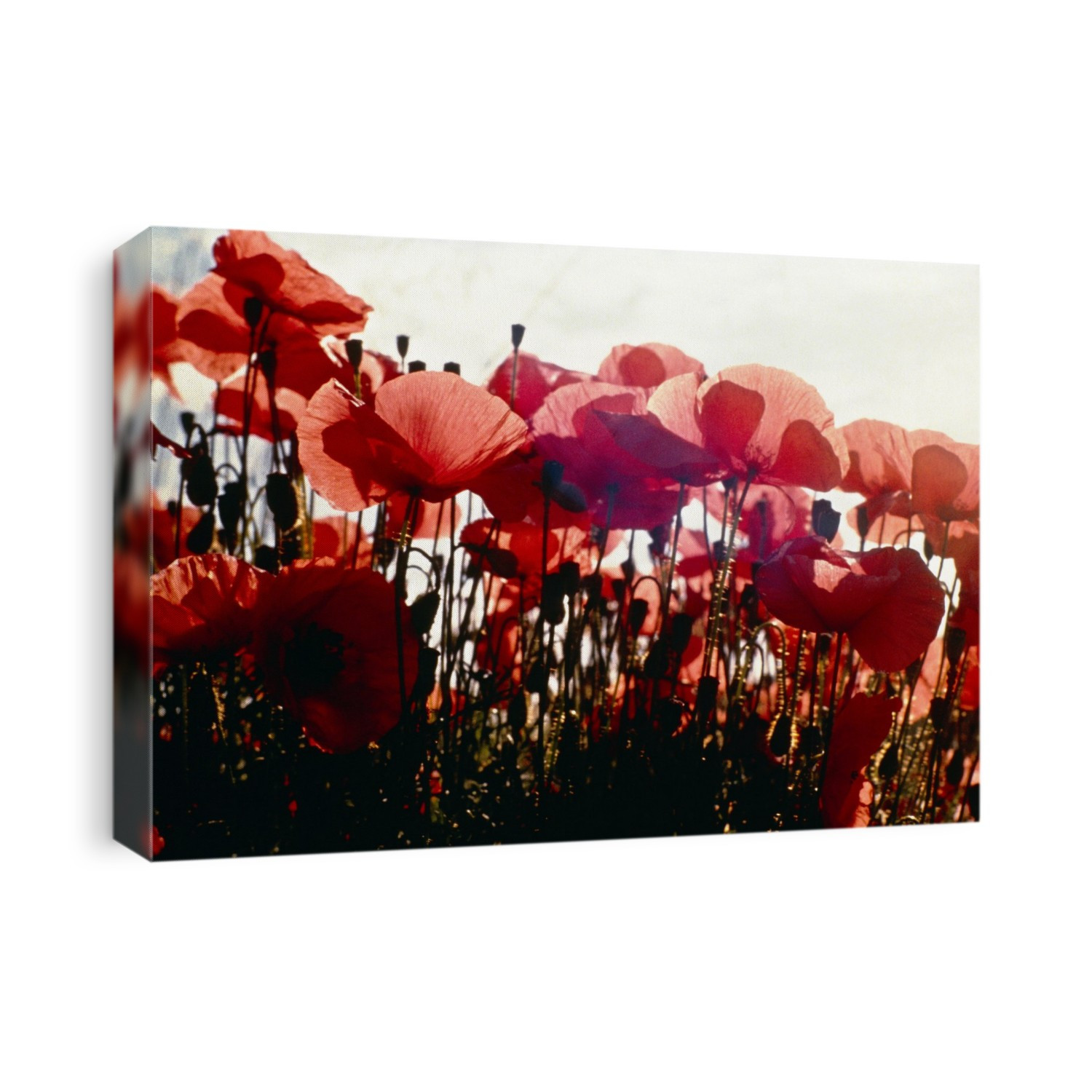Field Poppy (Papaver rhoeas). Backlit mass of flowering poppies.